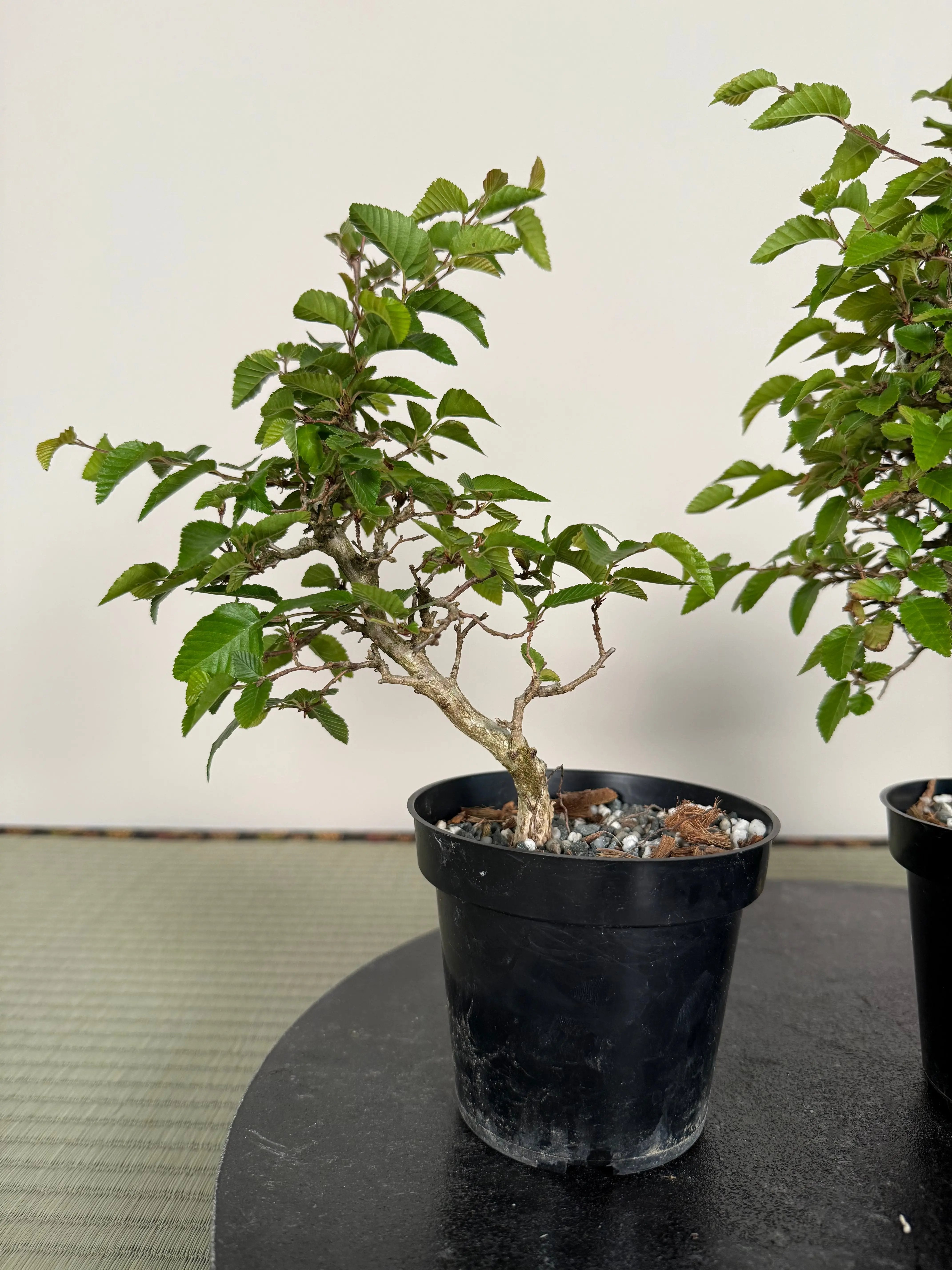 Carpinus turczaninowii Canada Bonsai