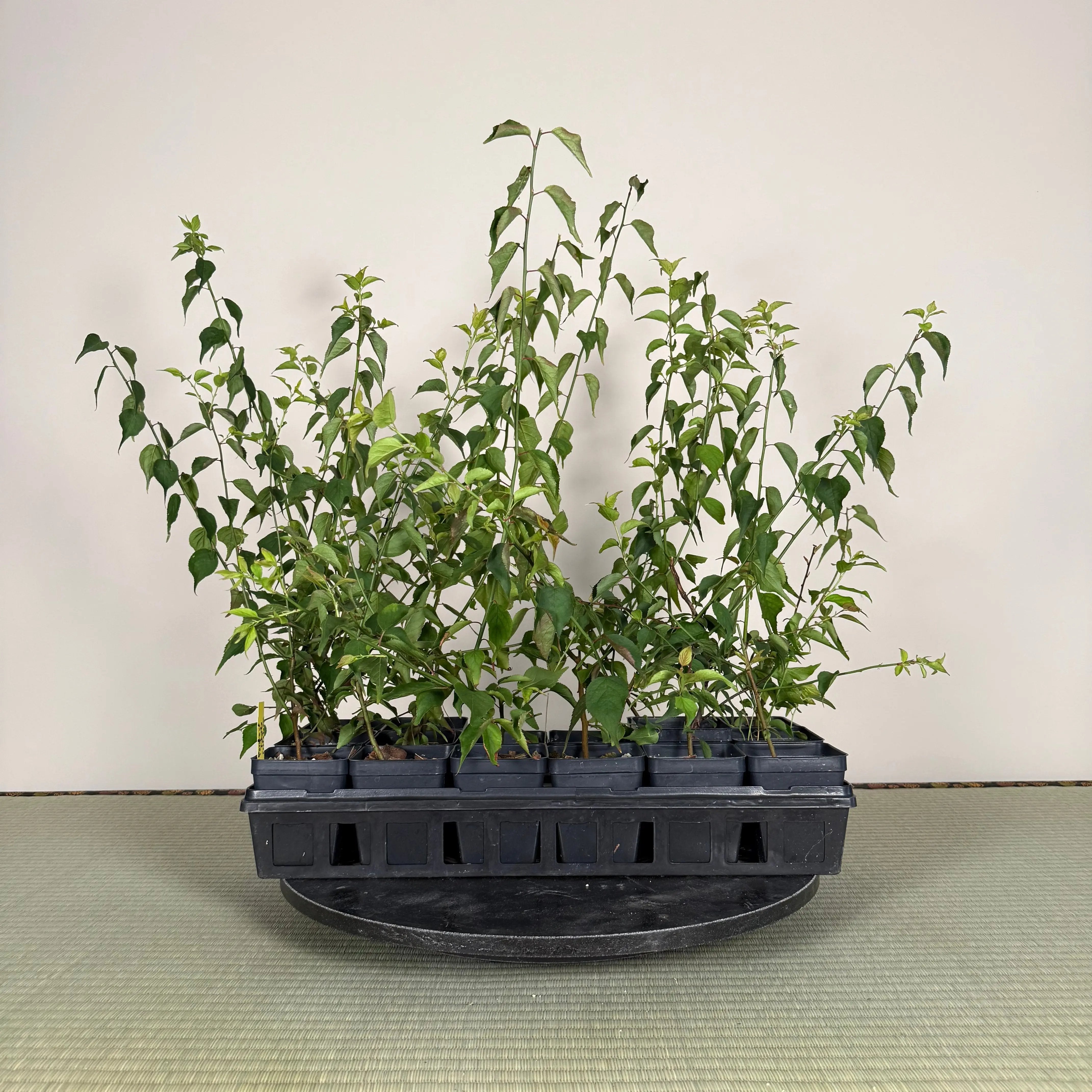 Prunus mume (Rootstock) Canada Bonsai