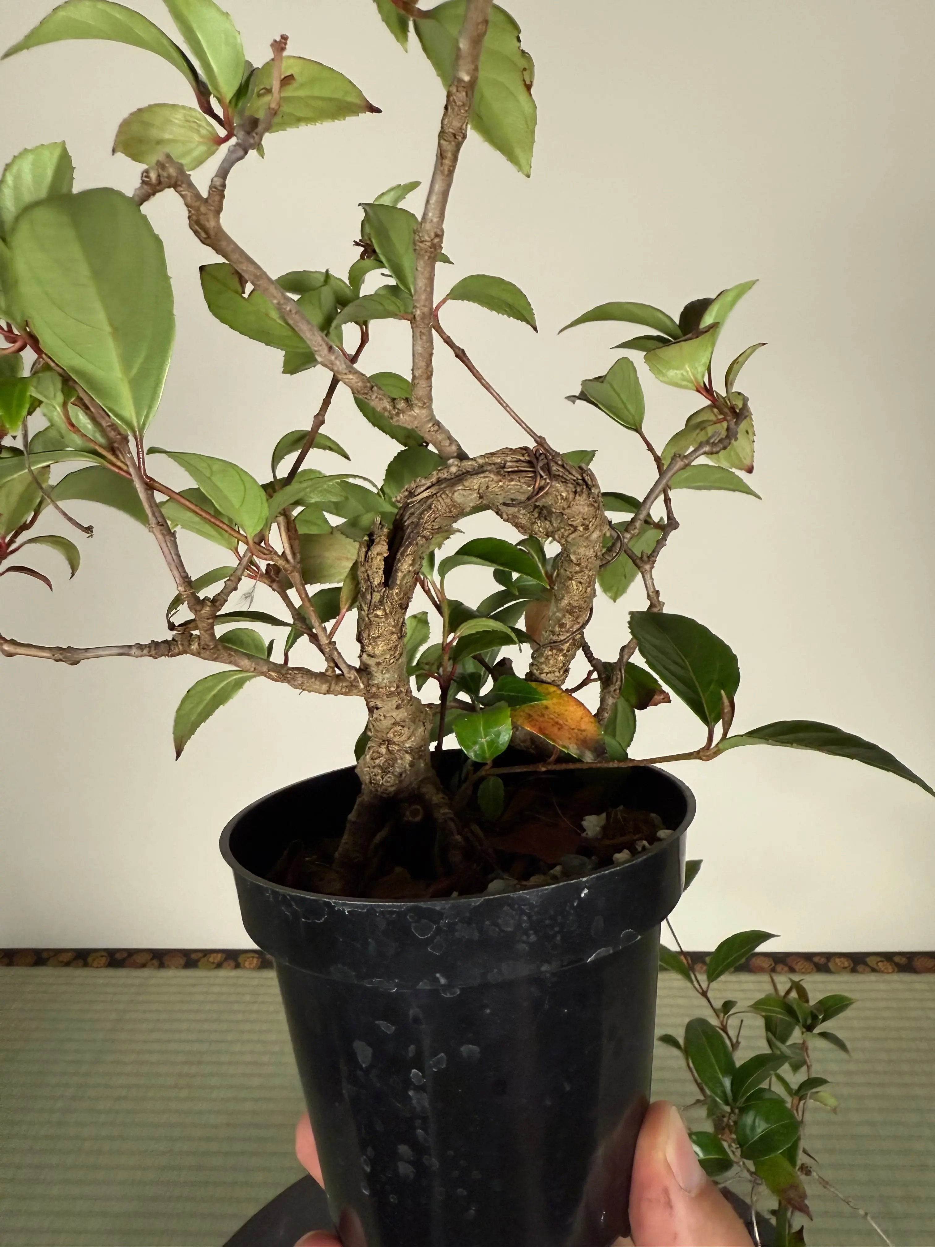 Kadsura japonica Canada Bonsai