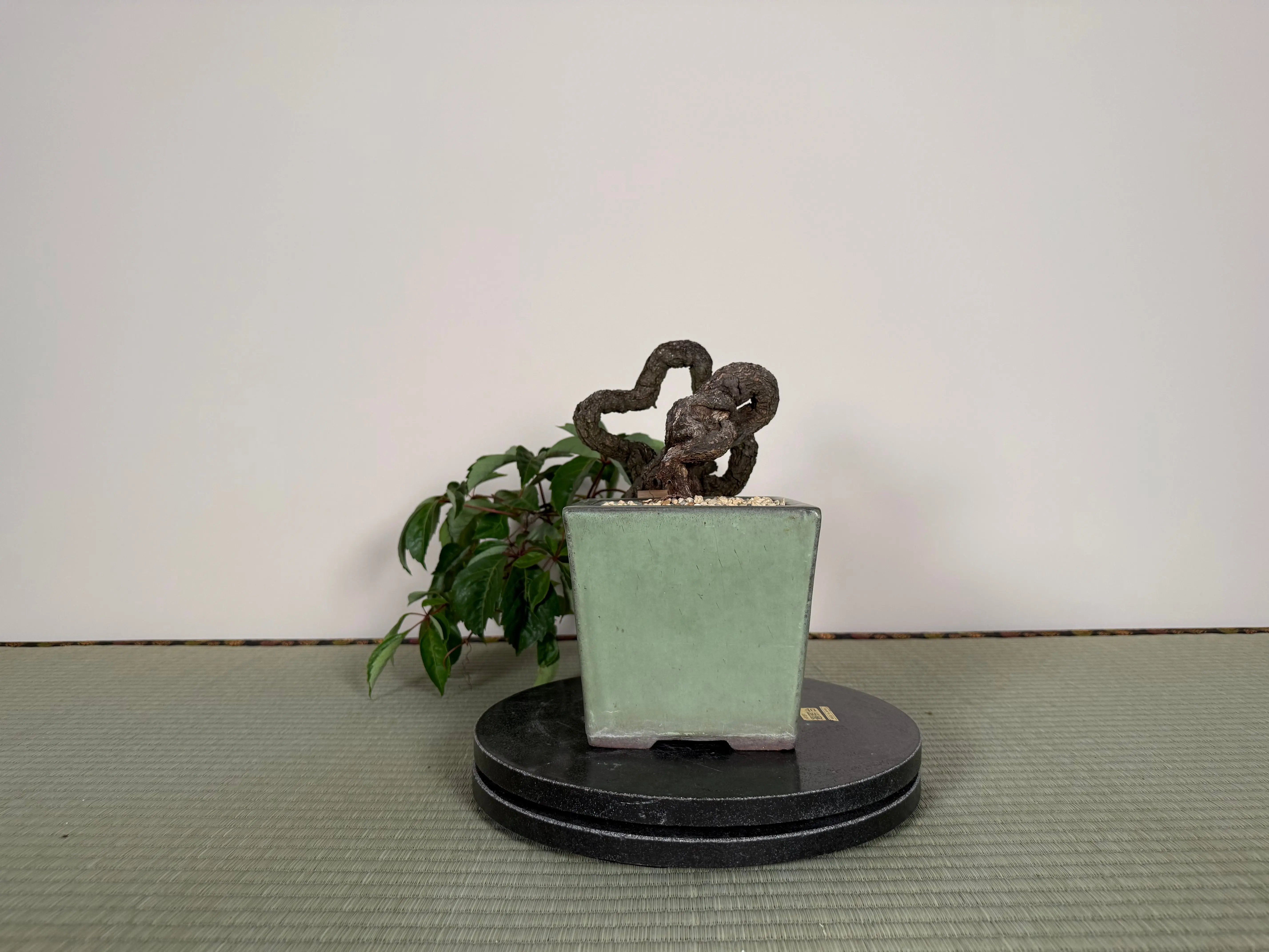 Parthenocissus quinquefolia (Antique pot) Canada Bonsai