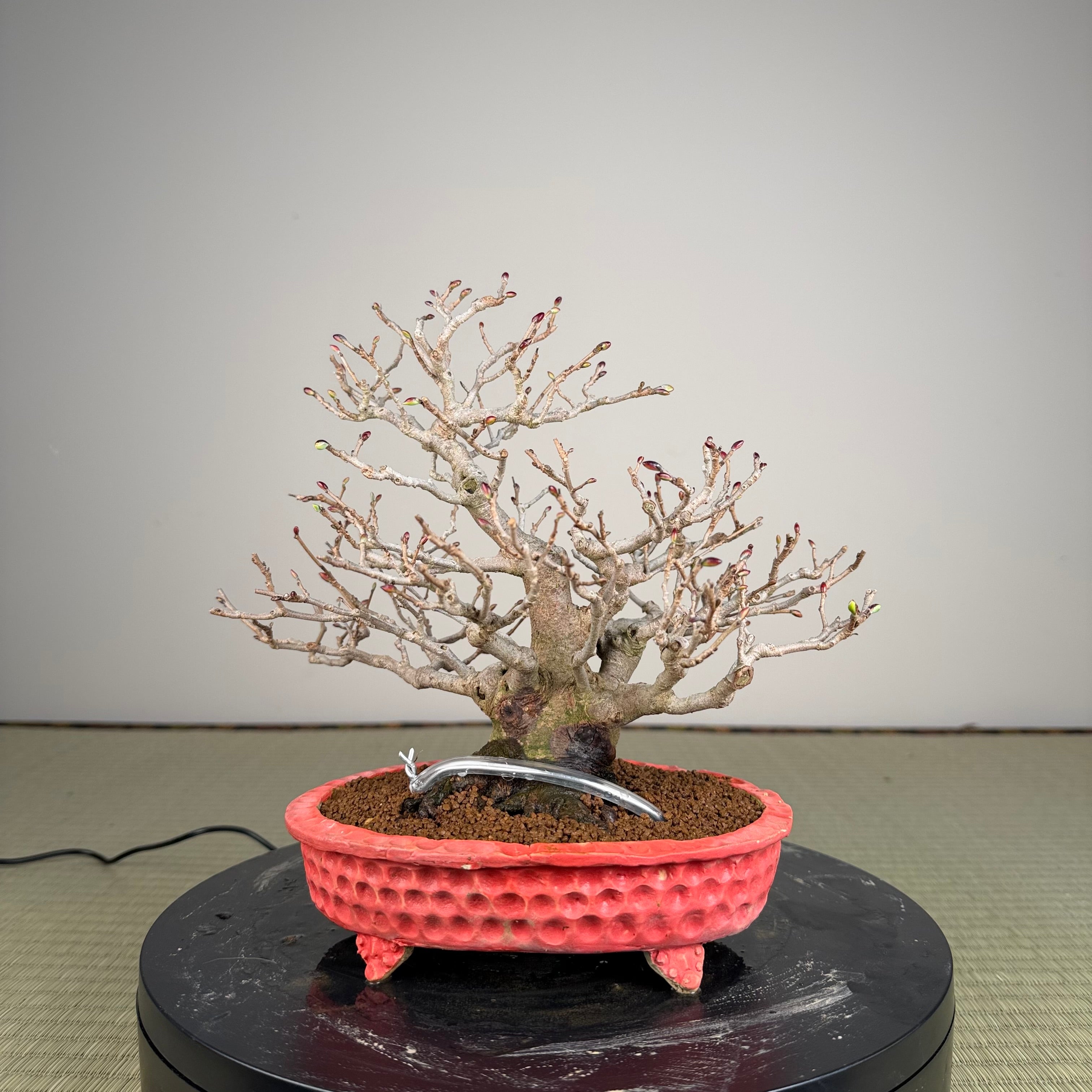 Corylopsis spicata