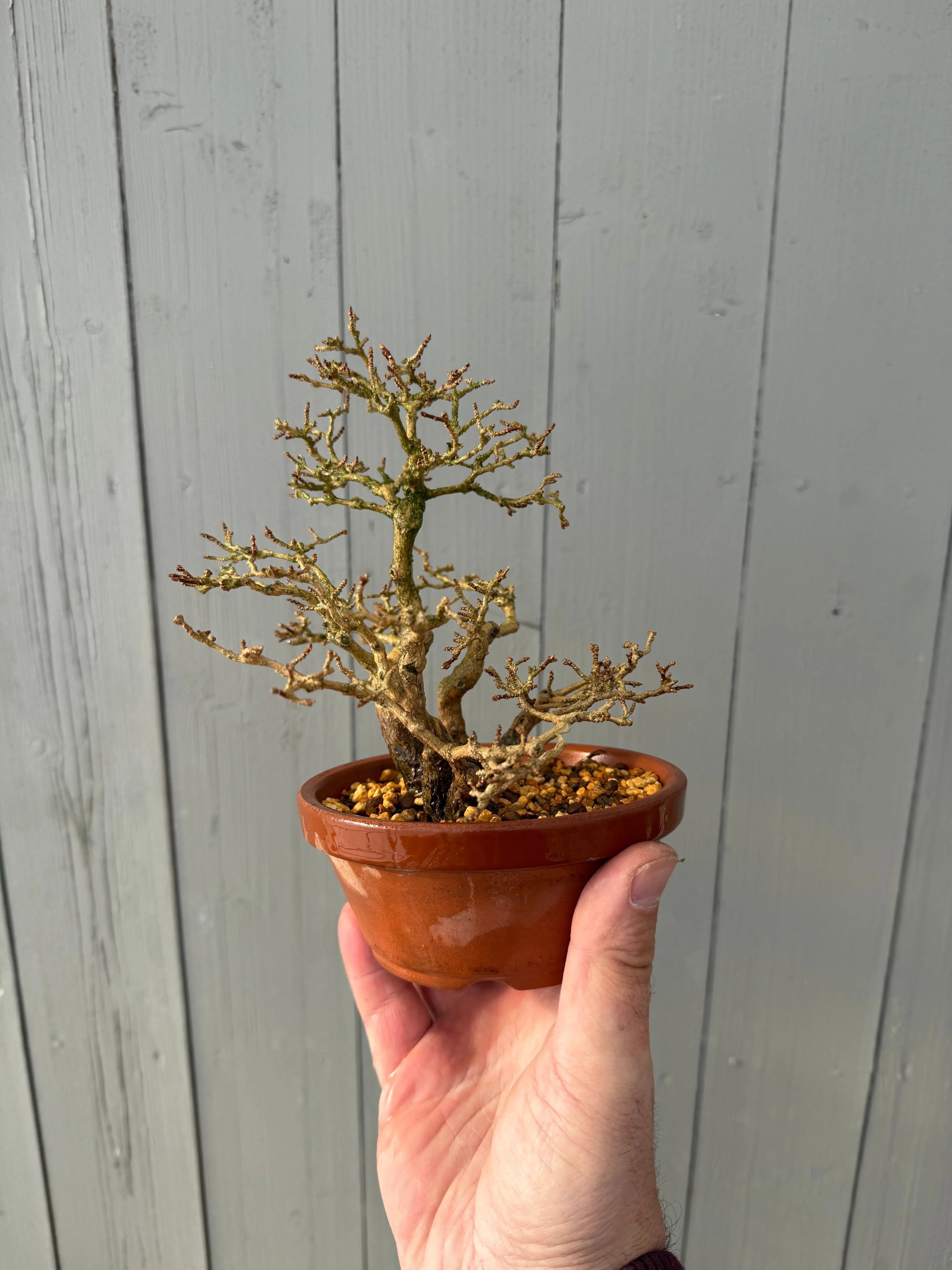 Premna japonica Canada Bonsai