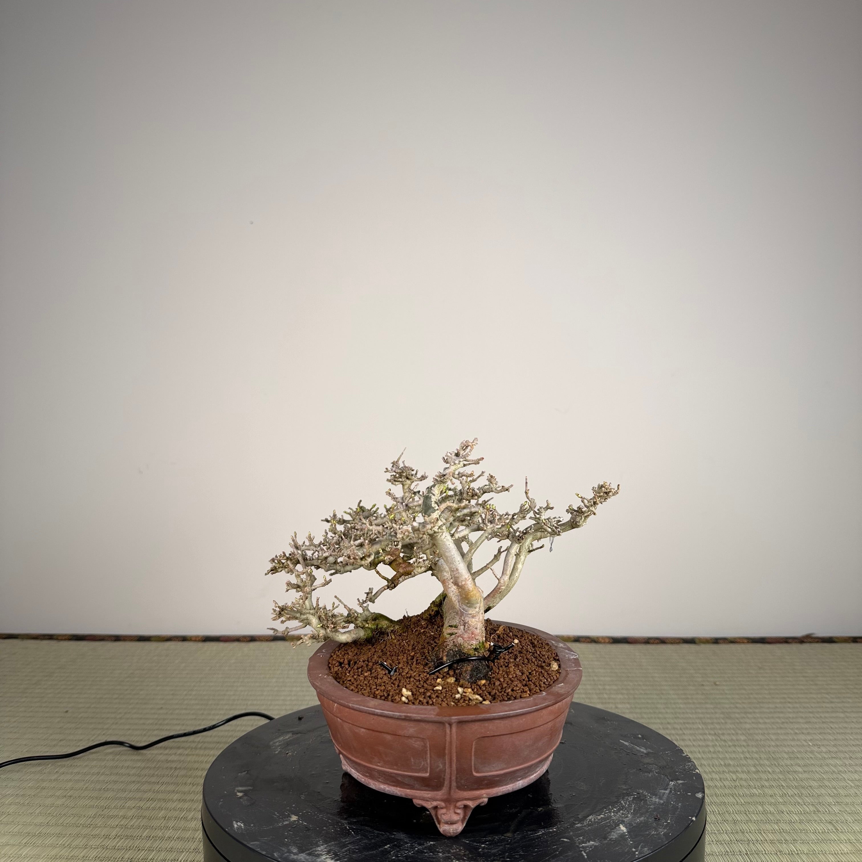 Ligustrum Arakawa *Voir note*