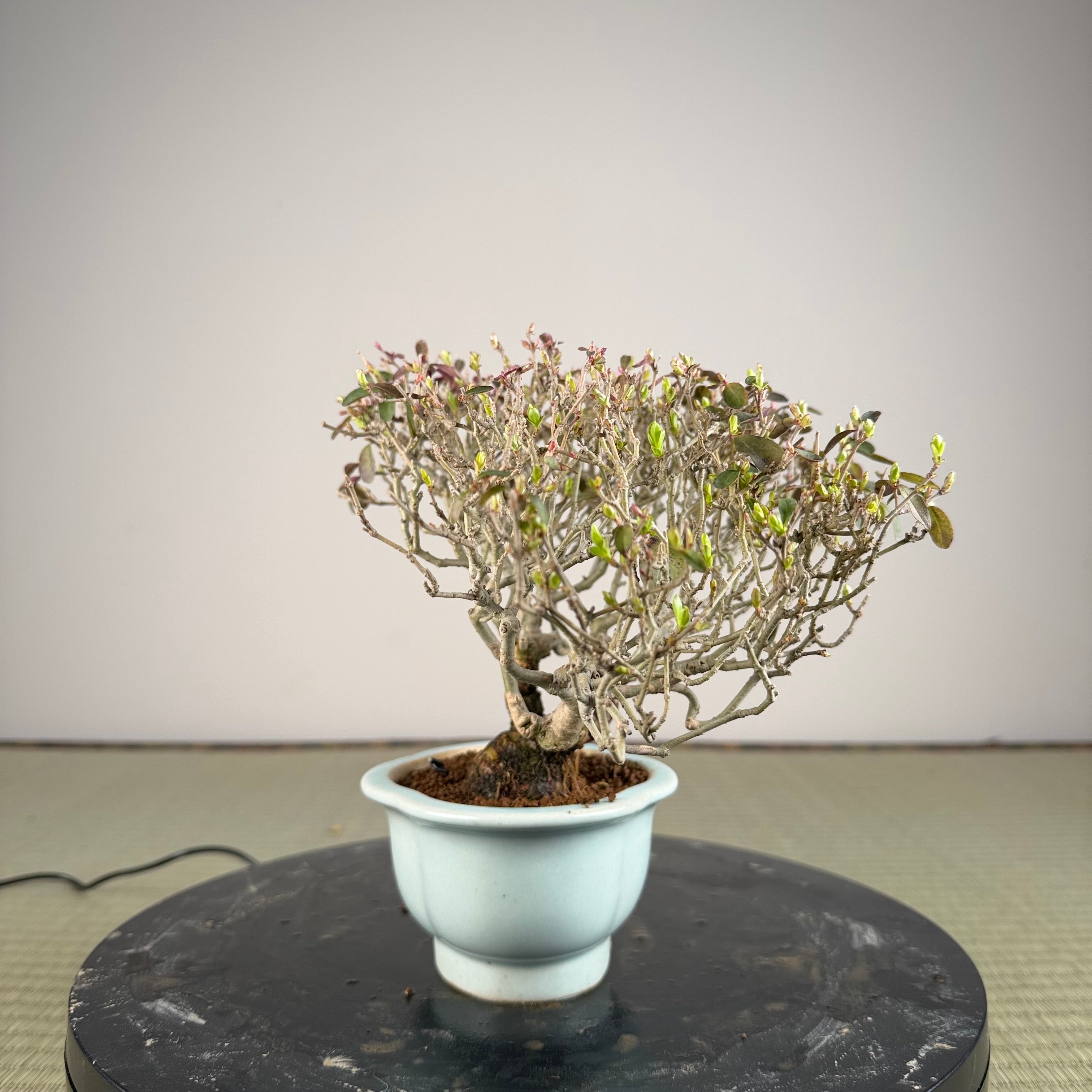 Ligustrum Arakawa *Voir note*