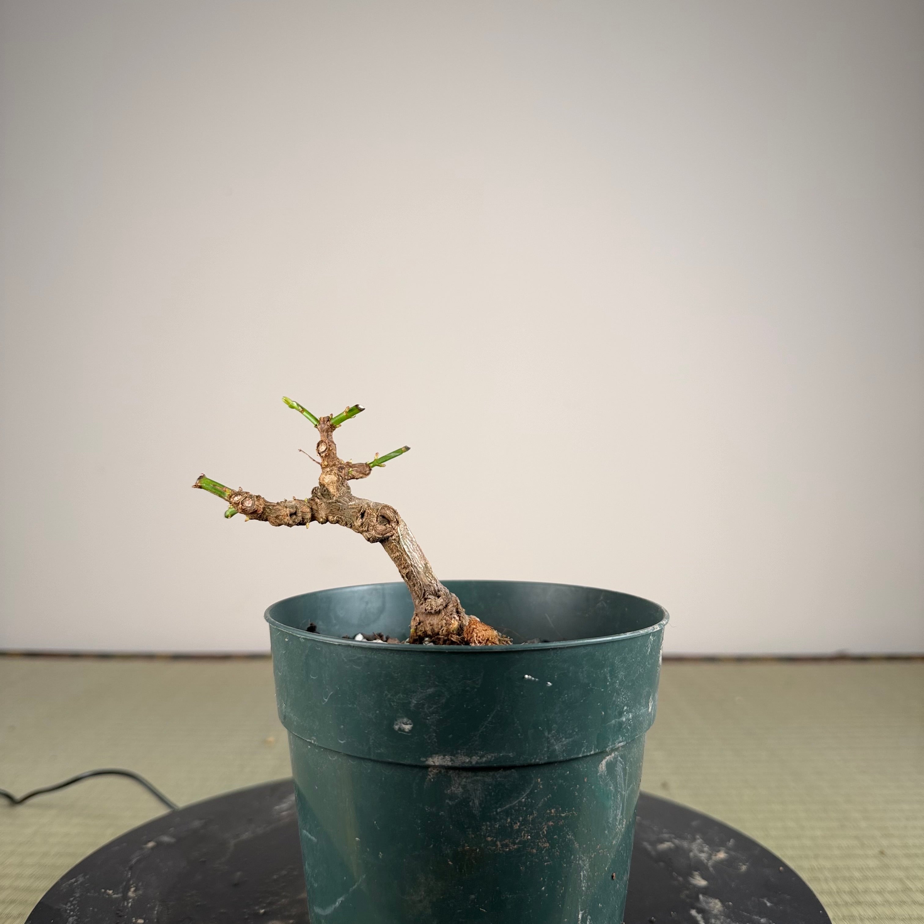 Jasminum nudiflorum