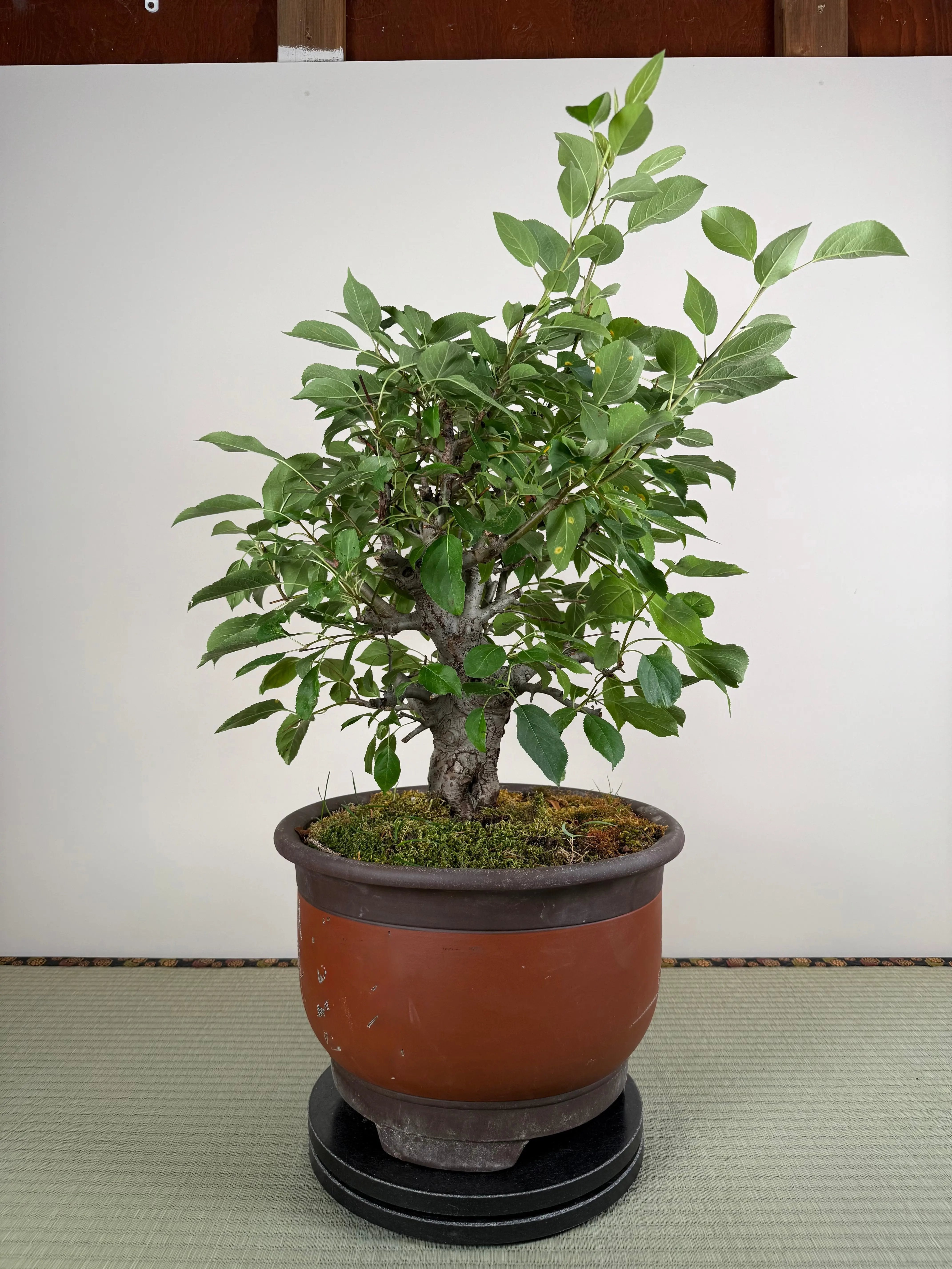 Malus 'Hime Ringo' Canada Bonsai