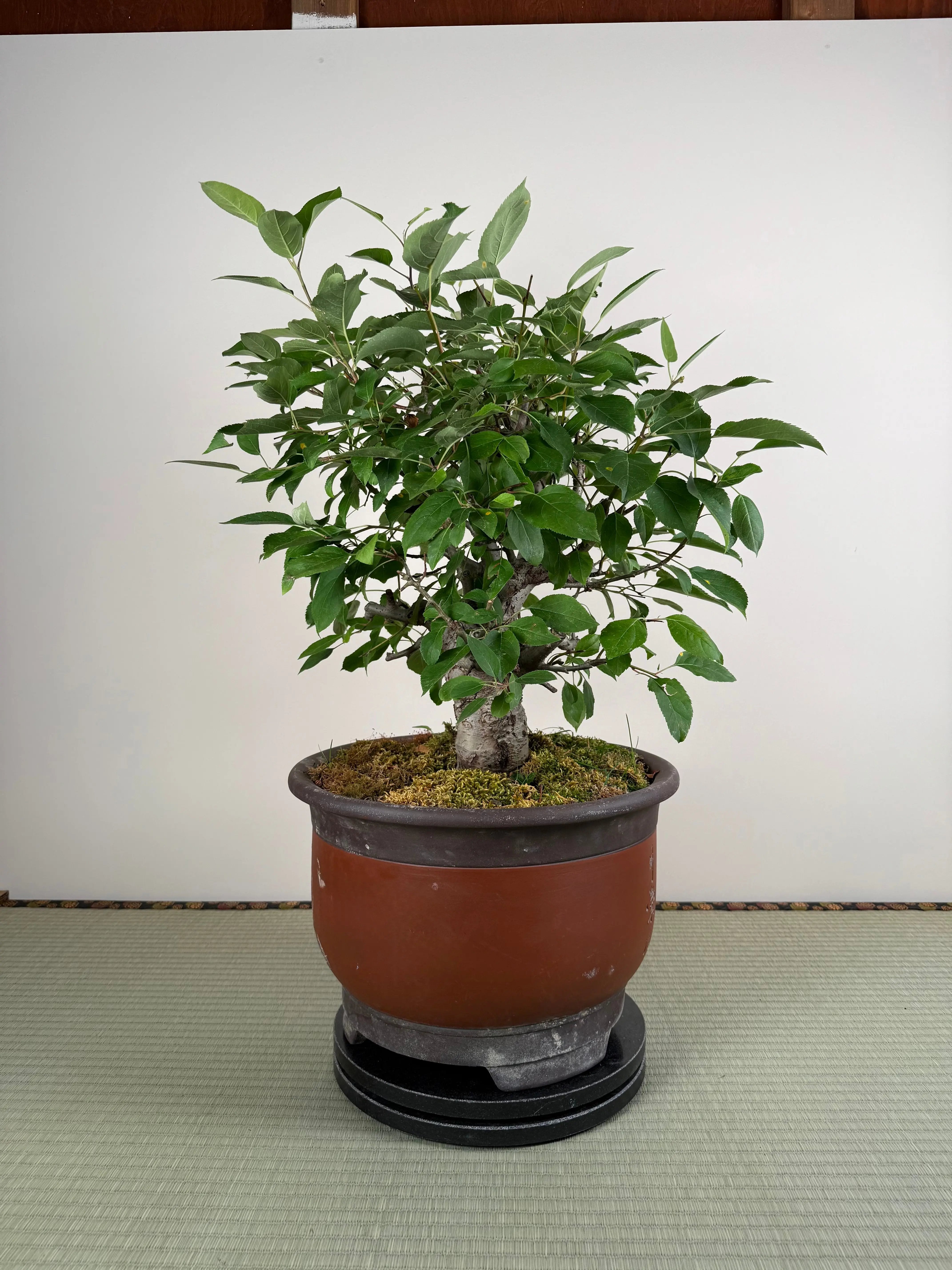 Malus 'Hime Ringo' Canada Bonsai