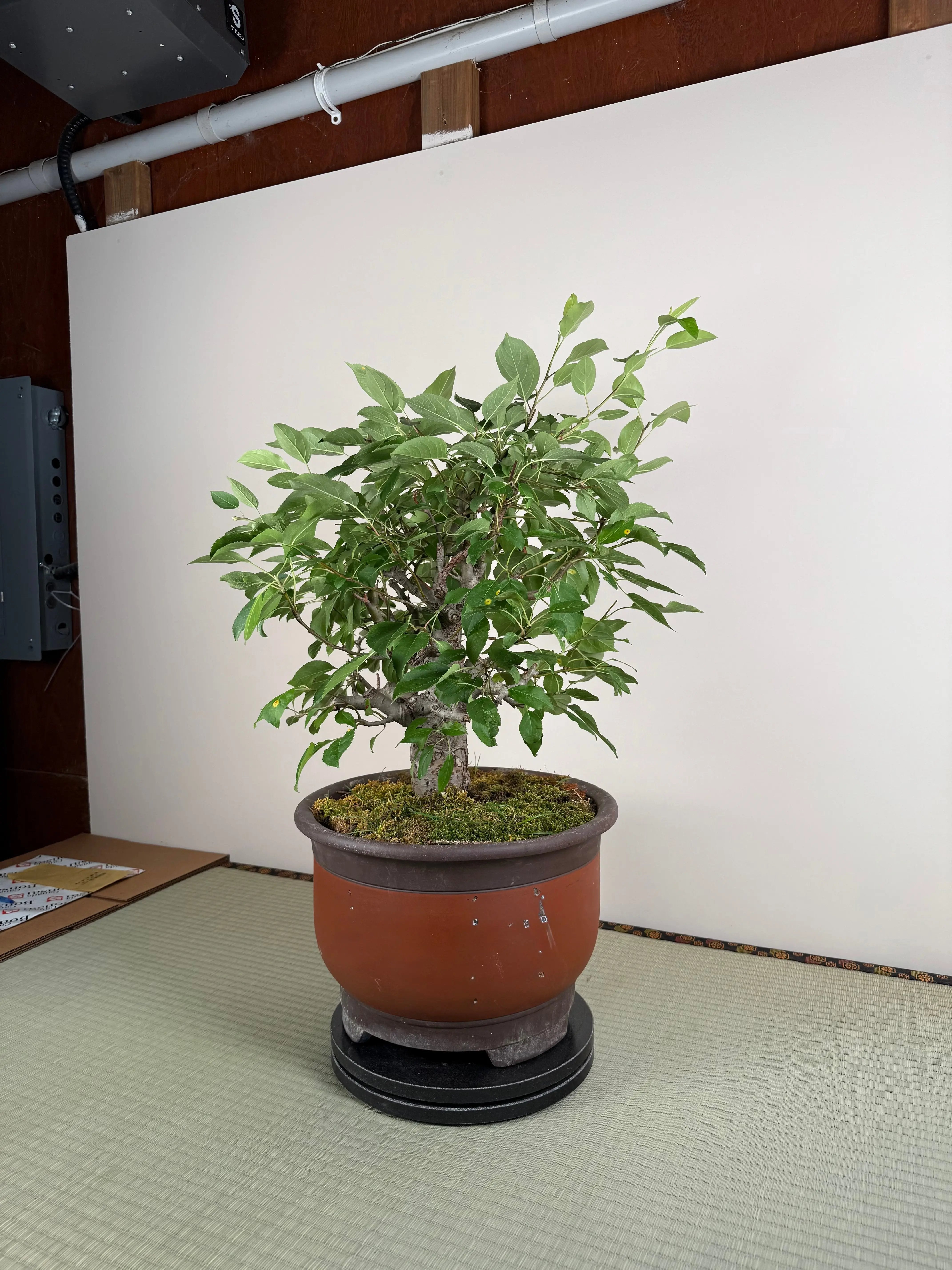 Malus 'Hime Ringo' Canada Bonsai