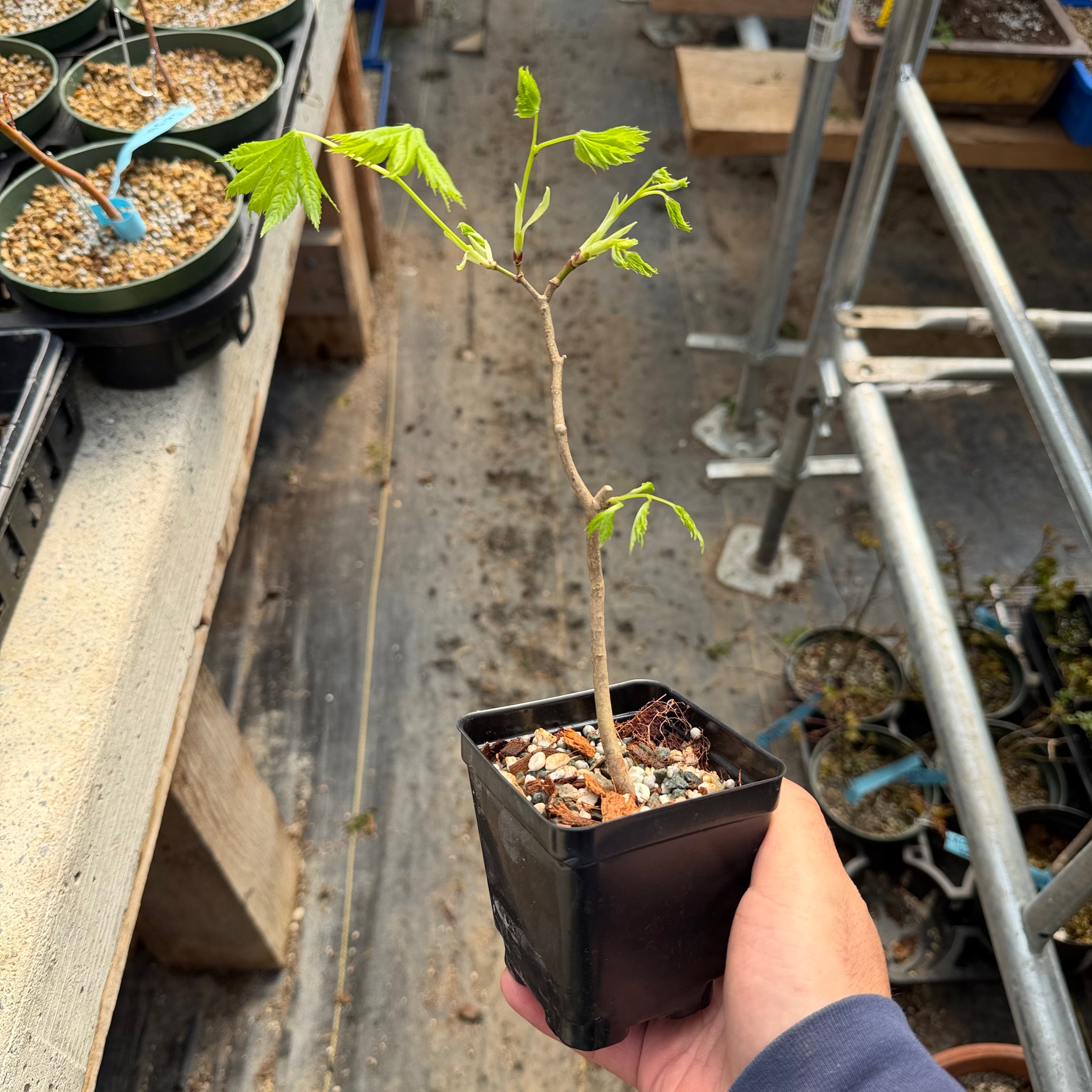 Acer tenuifolium 'Kohauchiwa' (1 unit)