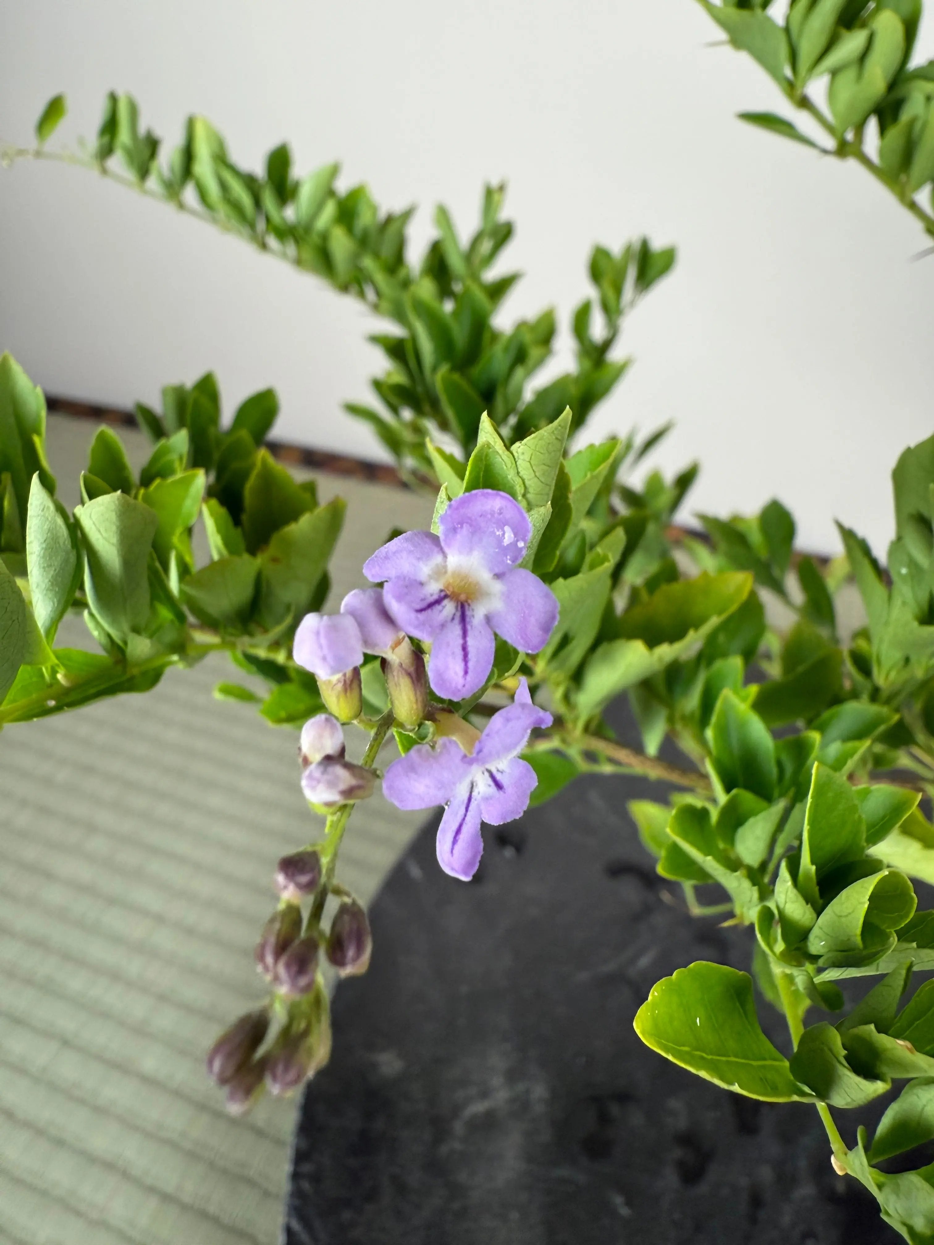 GOLDEN DEWDROP Canada Bonsai