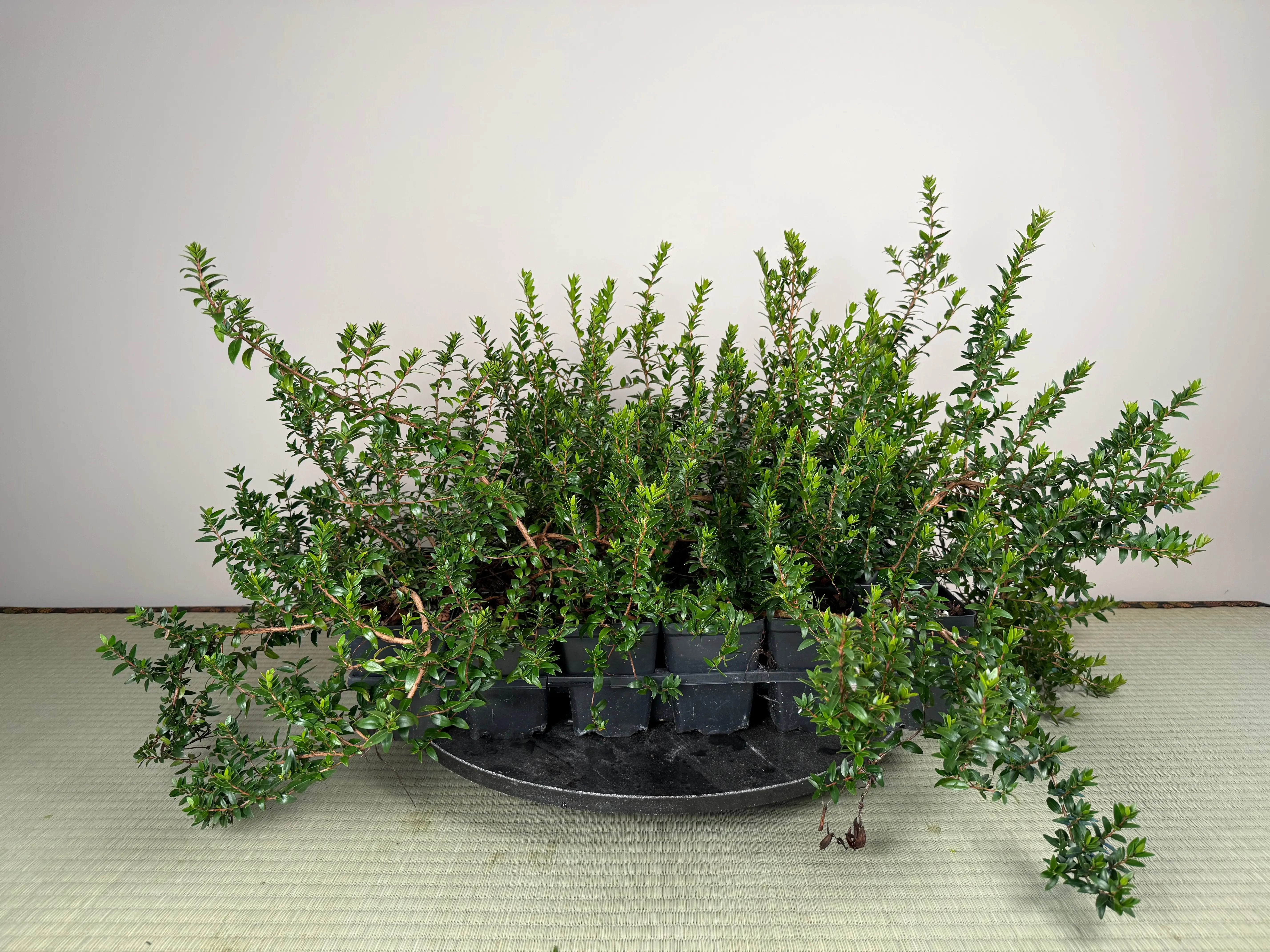 MYRTLE Canada Bonsai