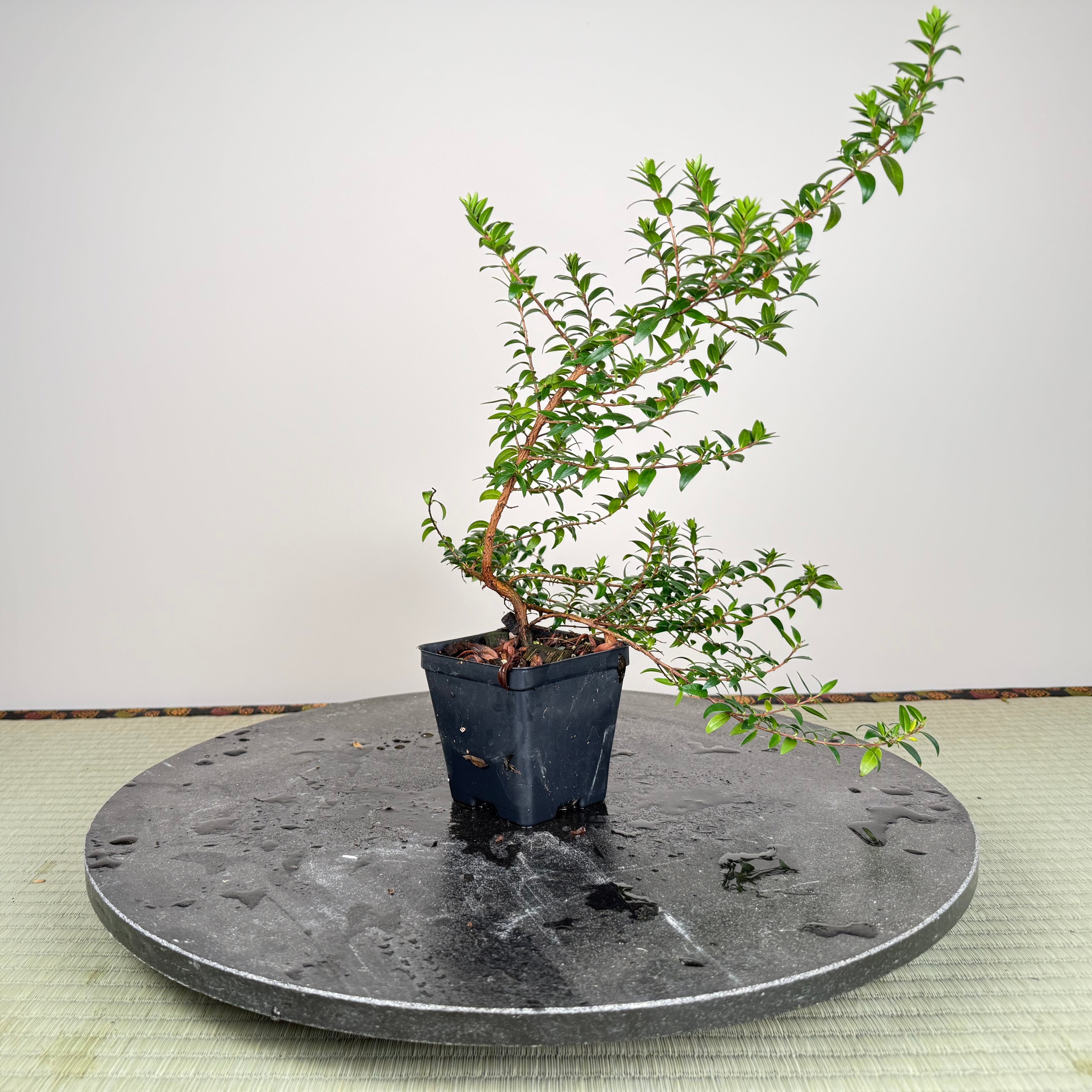 Base Kit with Indoor Bonsai