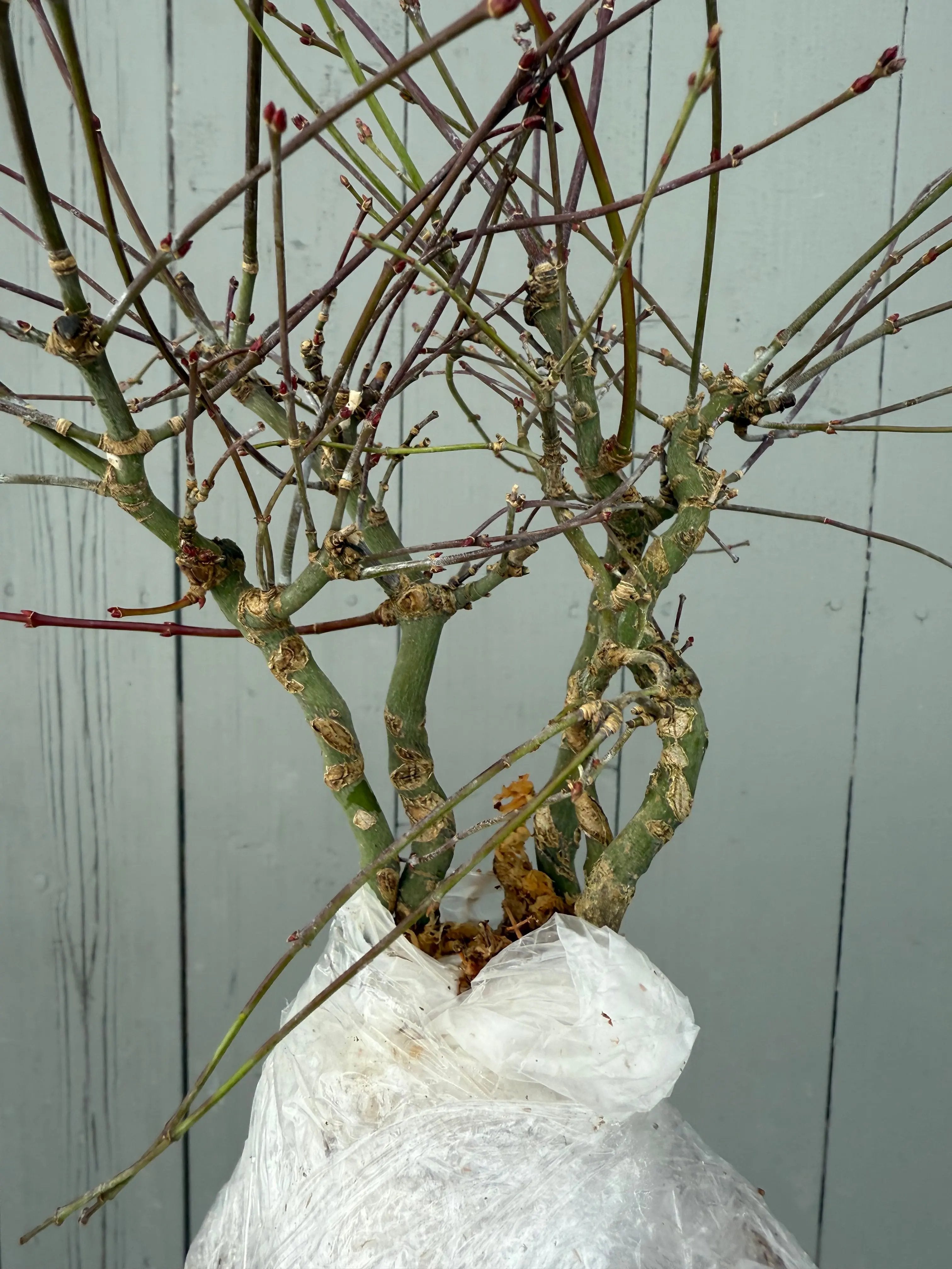 Acer palmatum 'Maihime' Canada Bonsai