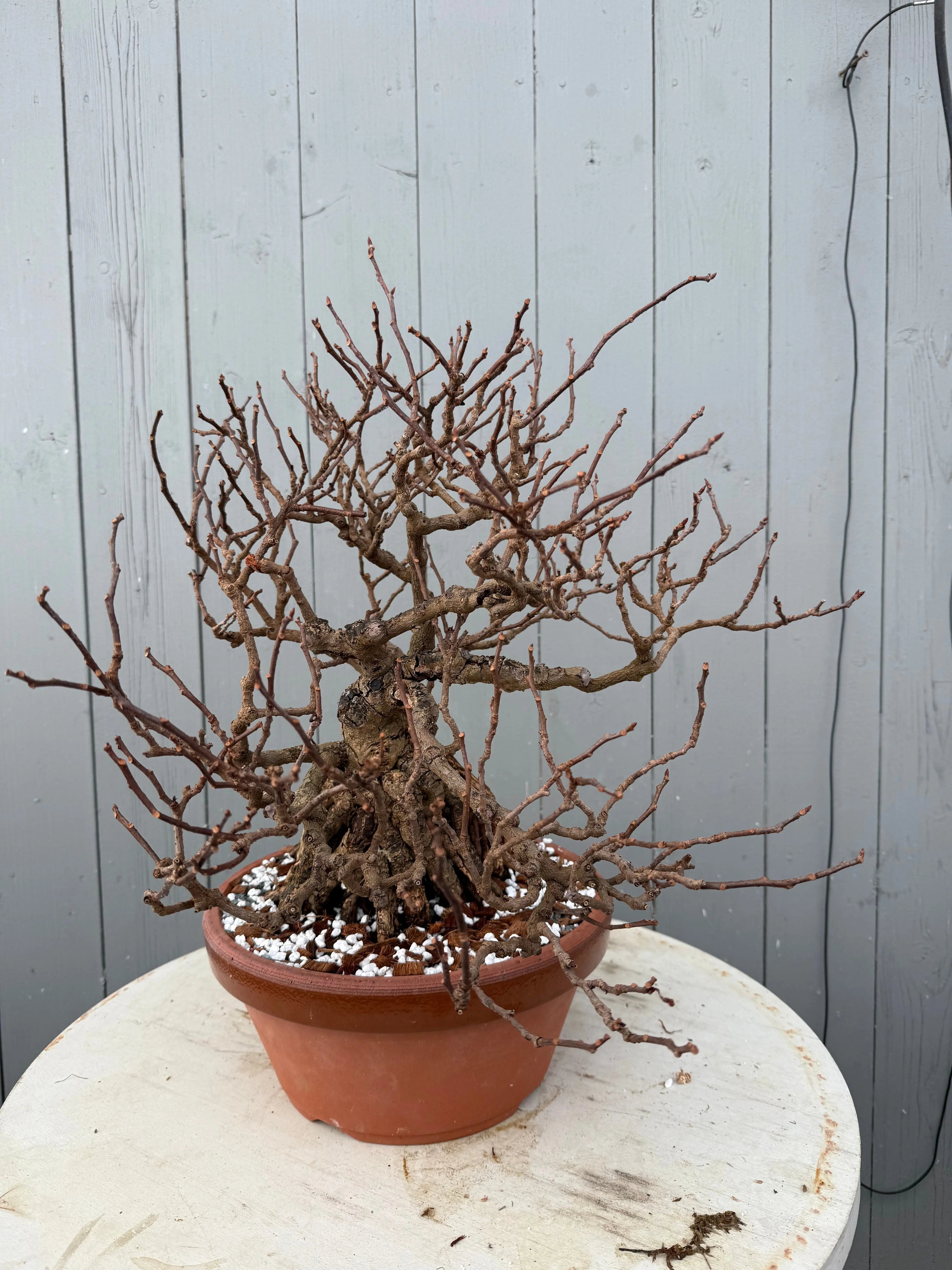 Kadsura japonica Canada Bonsai