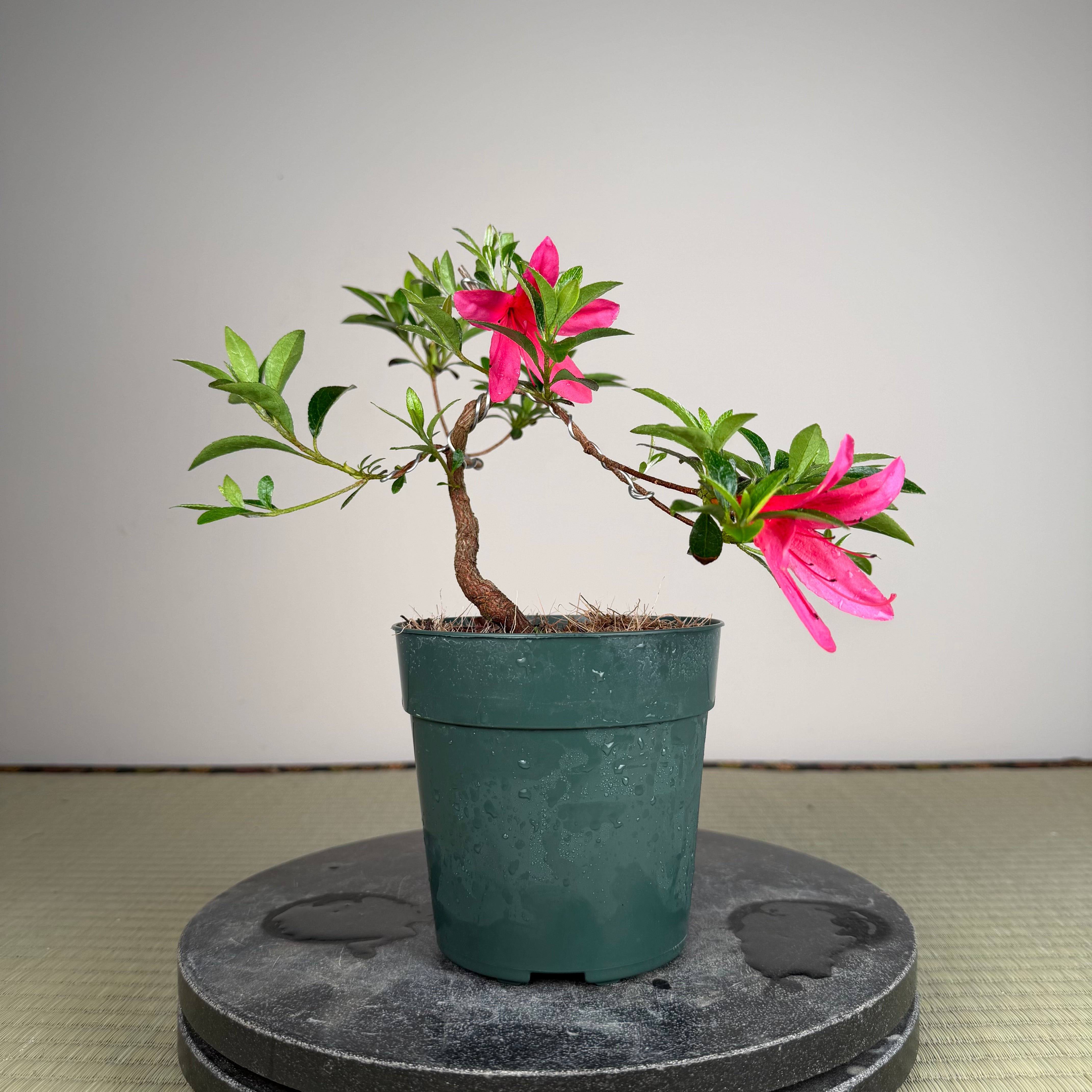 Rhododendron indicum 'Beni Kage'