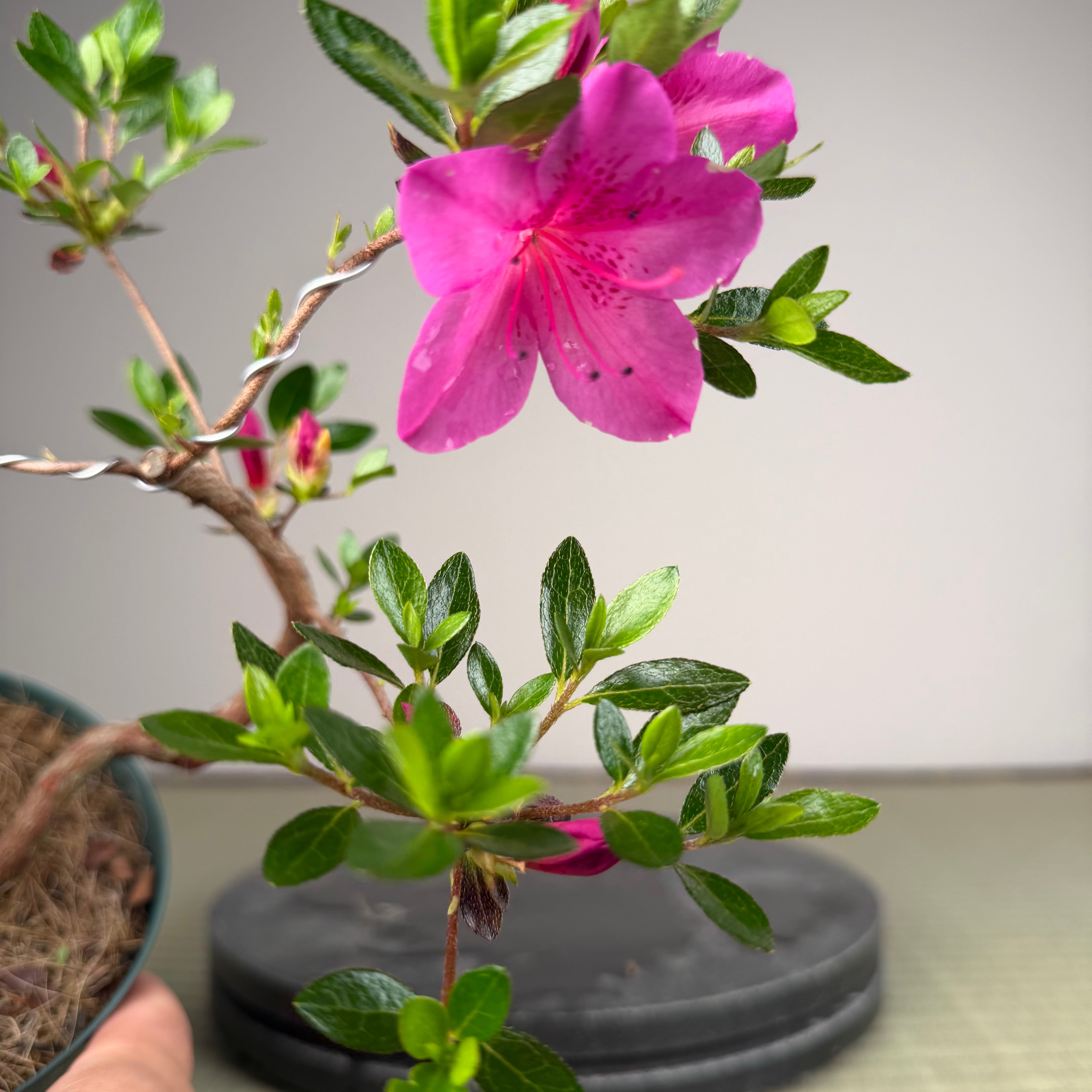 Rhododendron indicum 'Murasaki'
