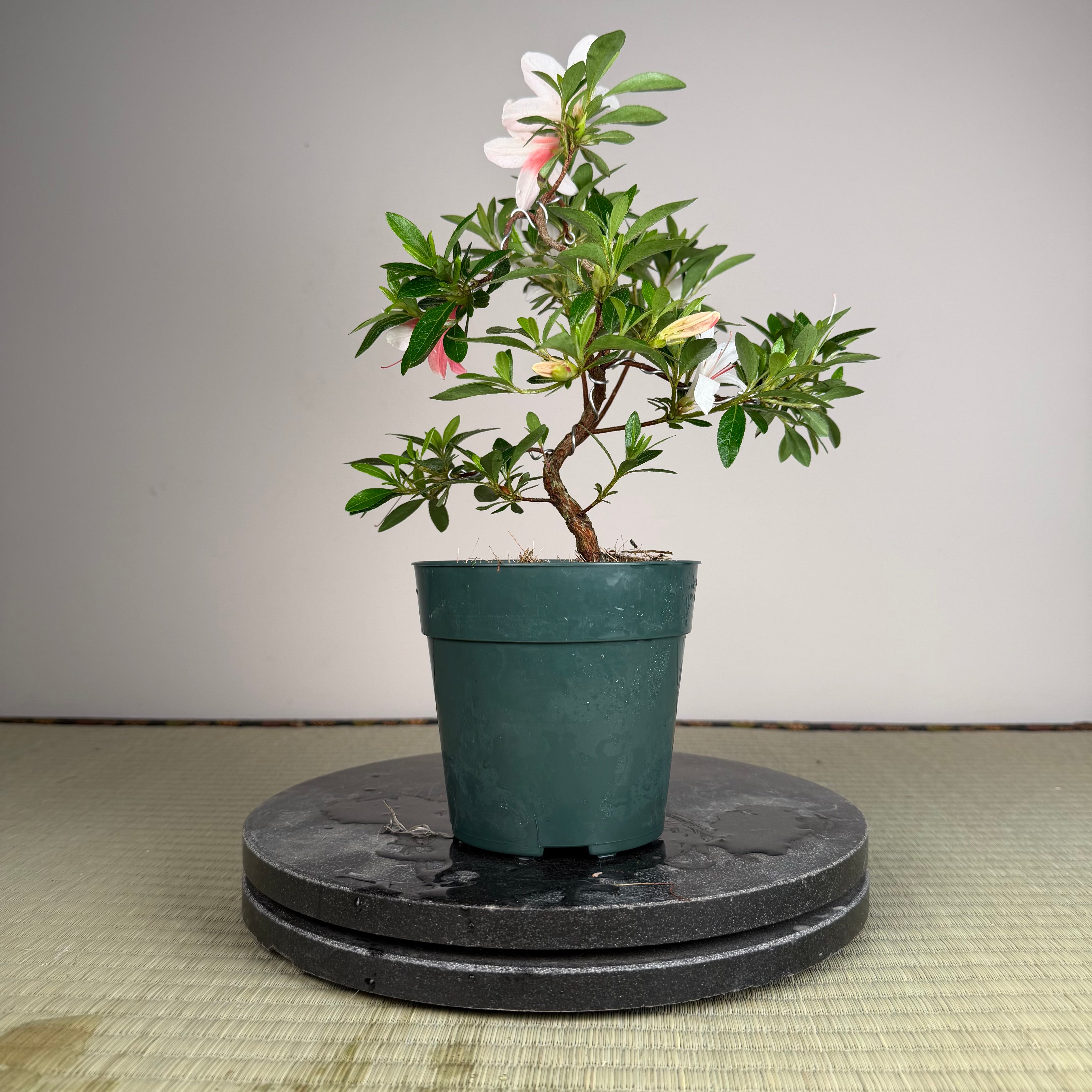 Rhododendron indicum 'Hi No Maru'