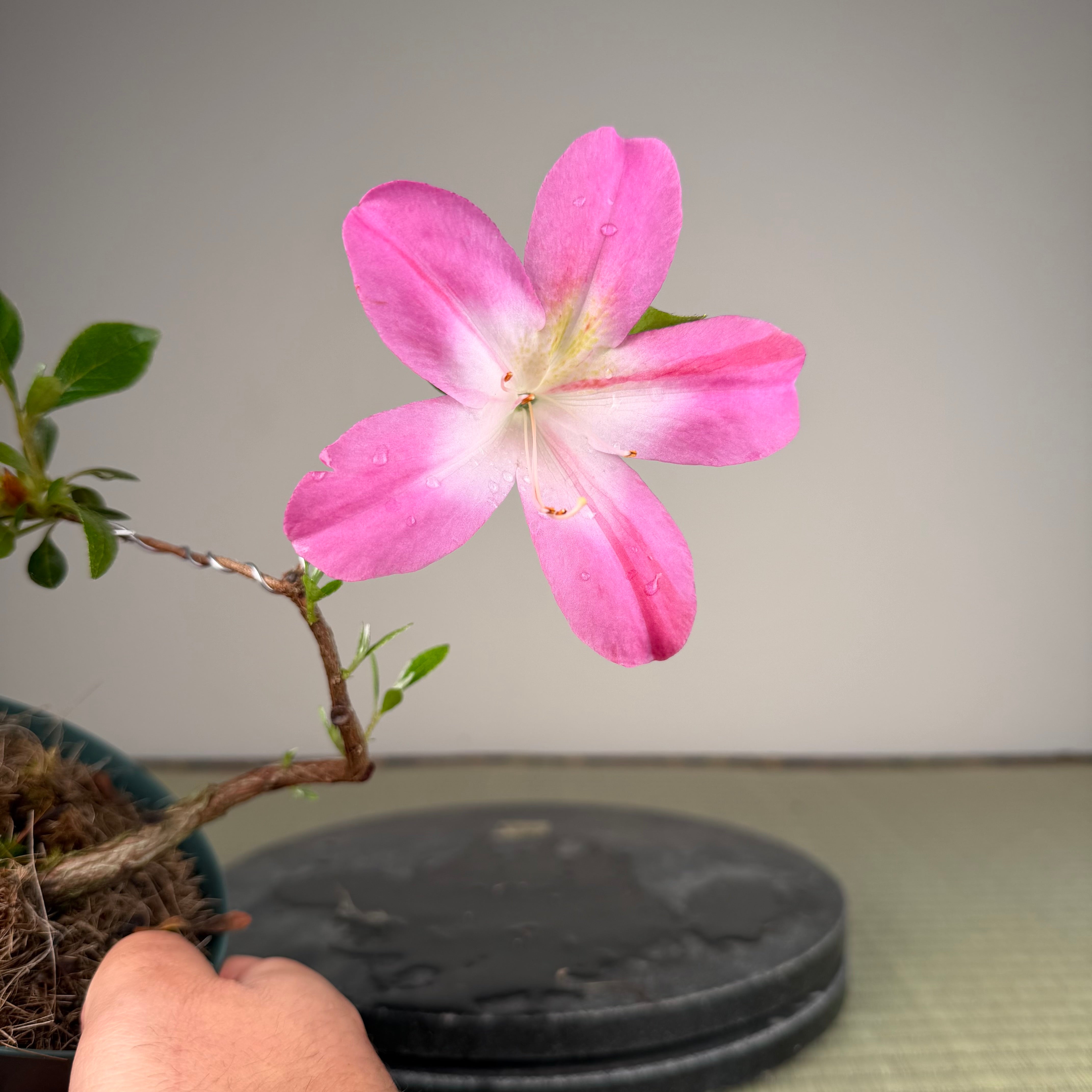 Rhododendron indicum 'Asuka Bijin'