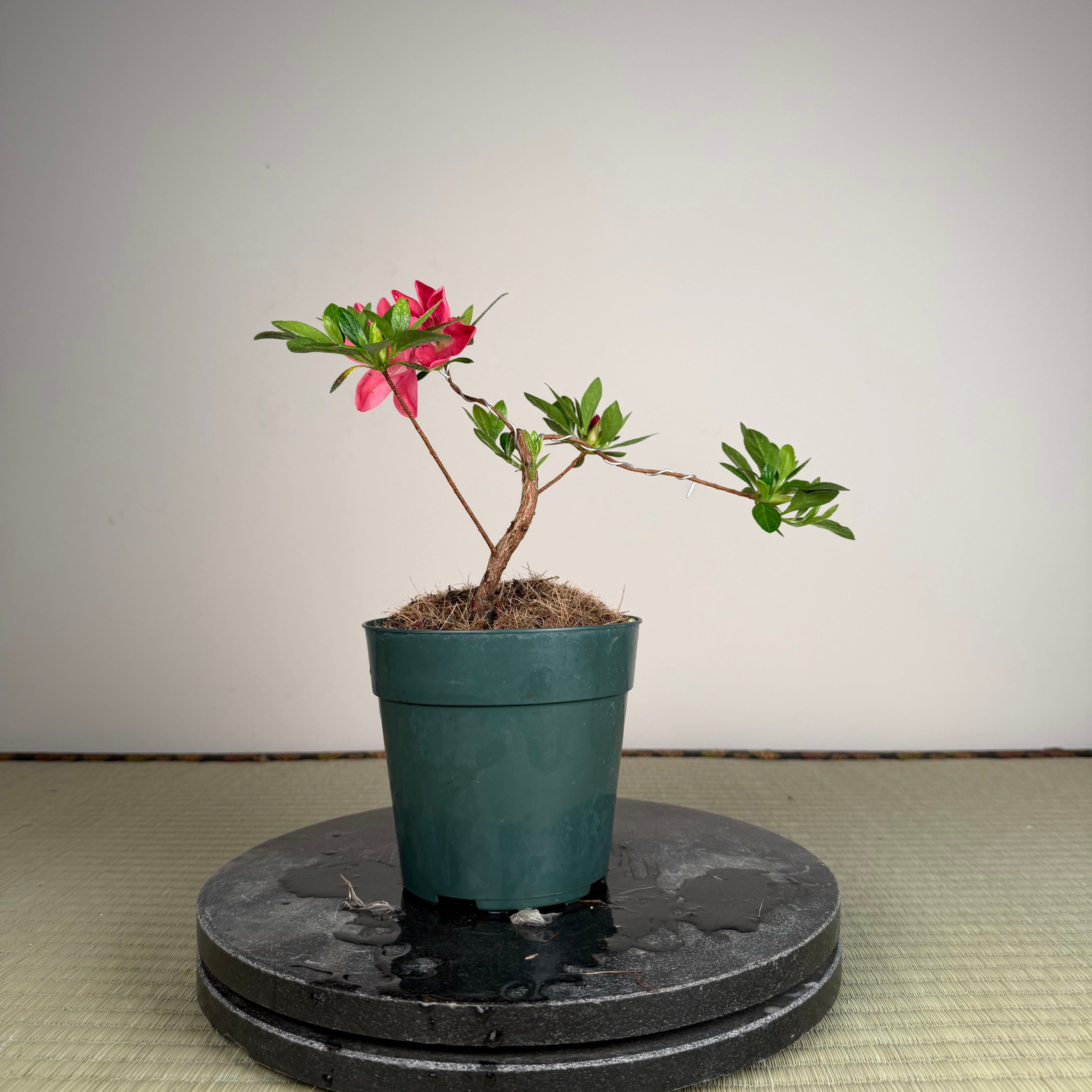 Rhododendron indicum 'Rin'