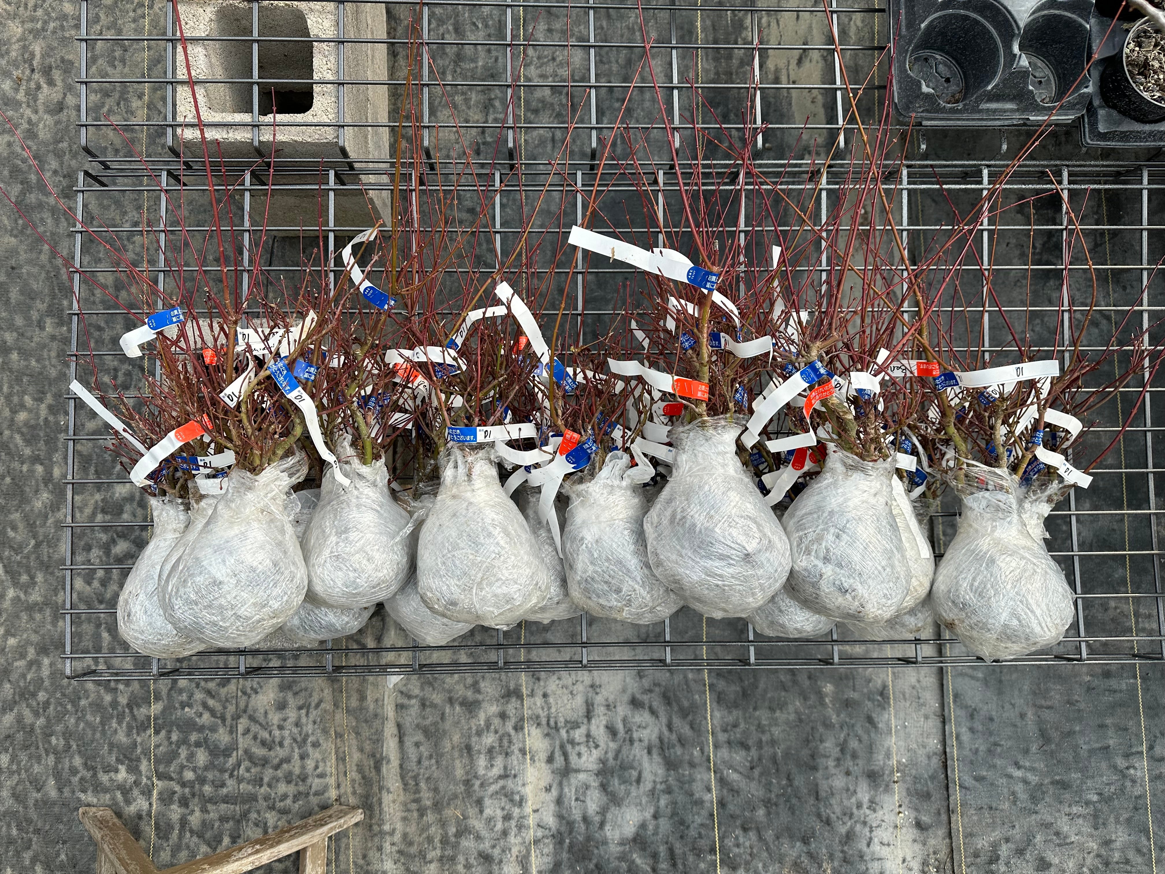 Acer palmatum 'Beni Chidori' (2025)