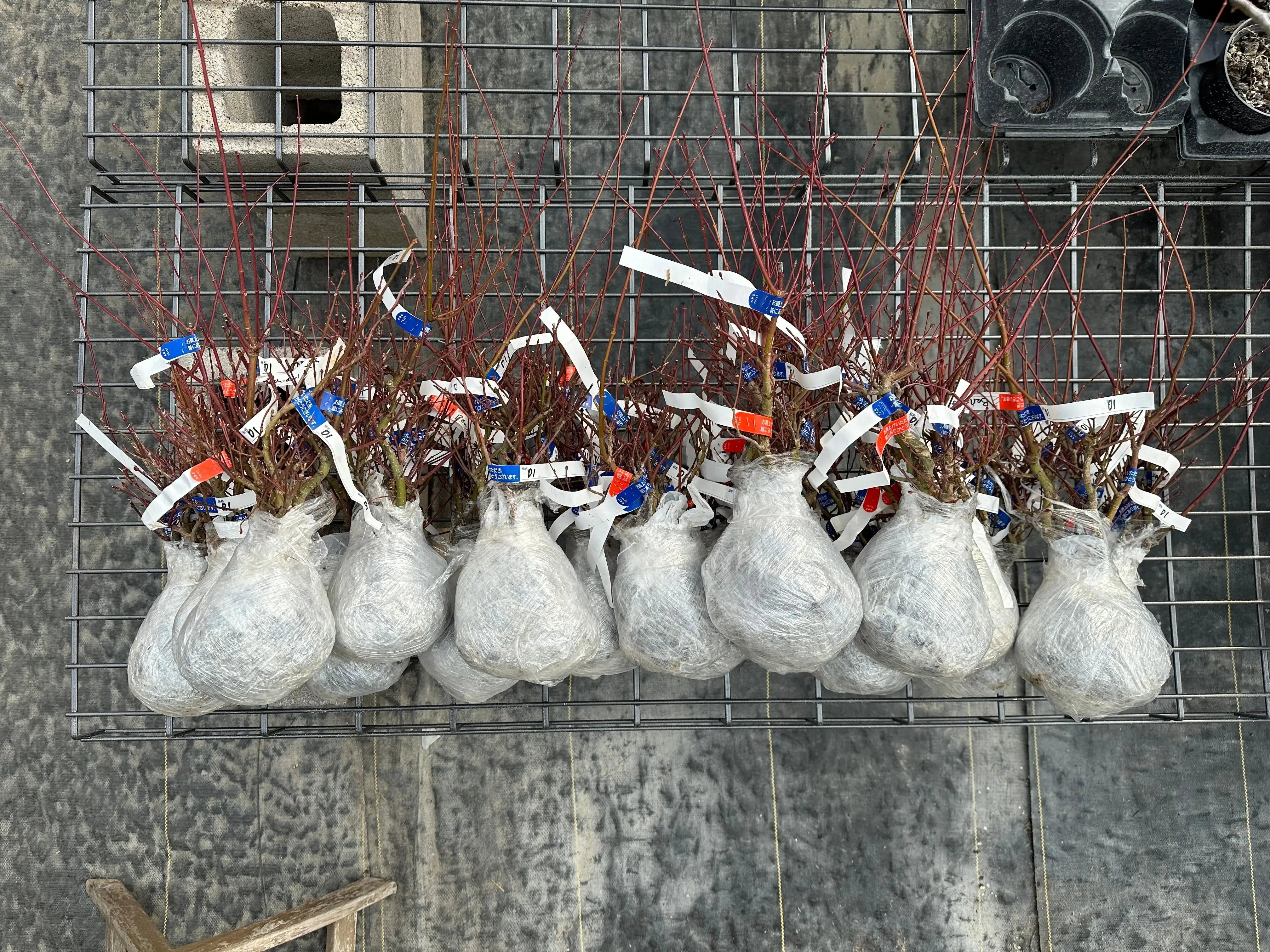Acer palmatum 'Beni Chidori' (2025) Canada Bonsai