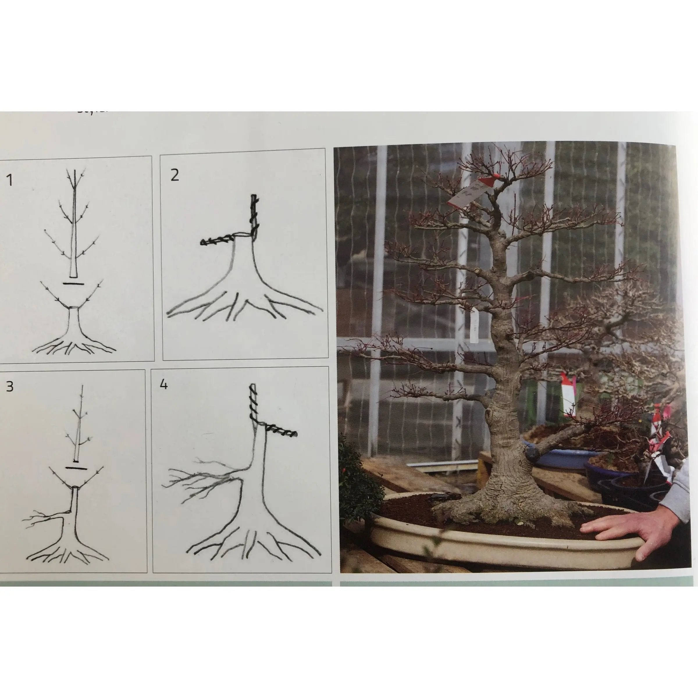 Acer palmatum 'Deshojo' Canada Bonsai
