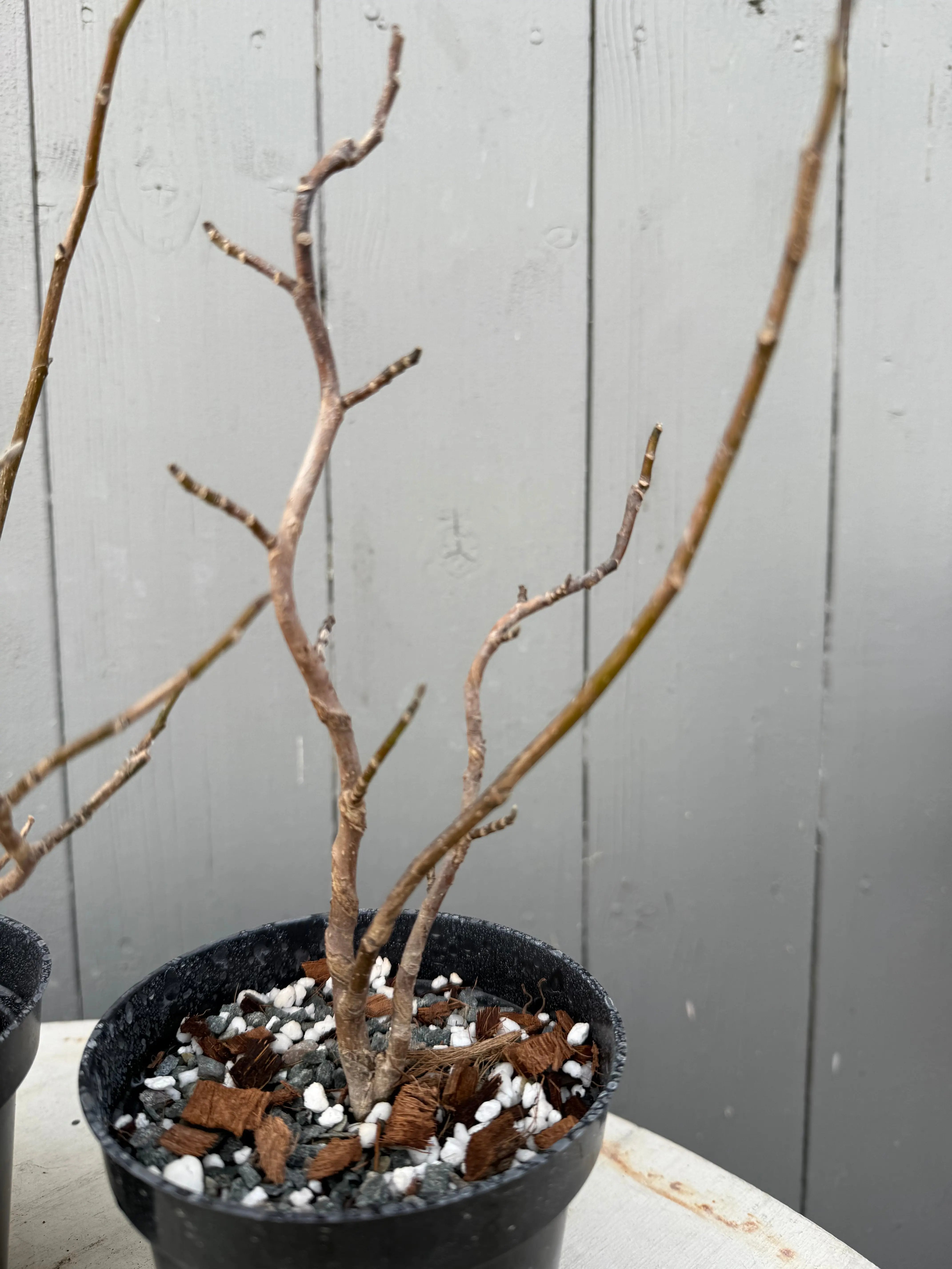 Magnolia Canada Bonsai
