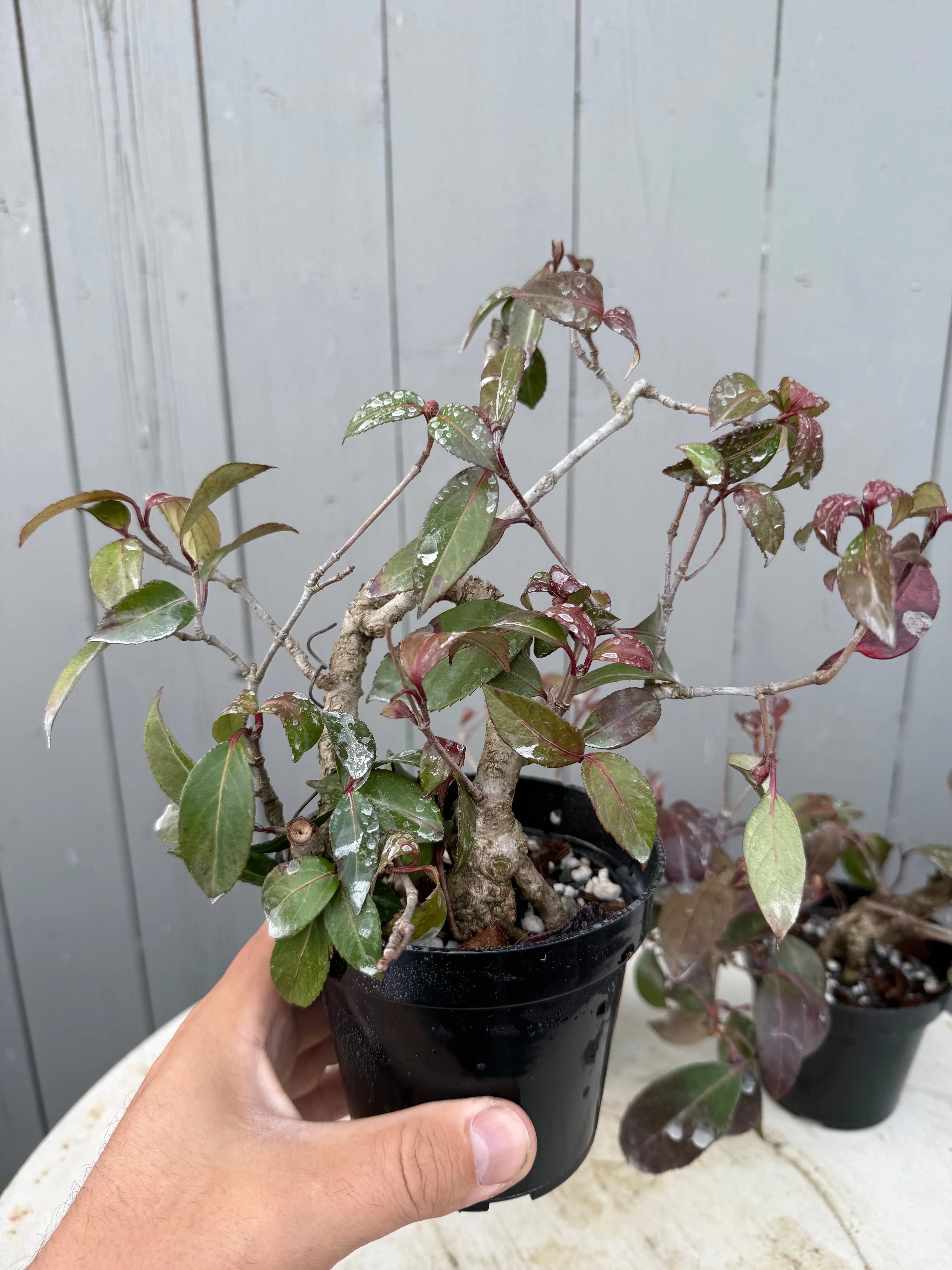 Kadsura japonica Canada Bonsai