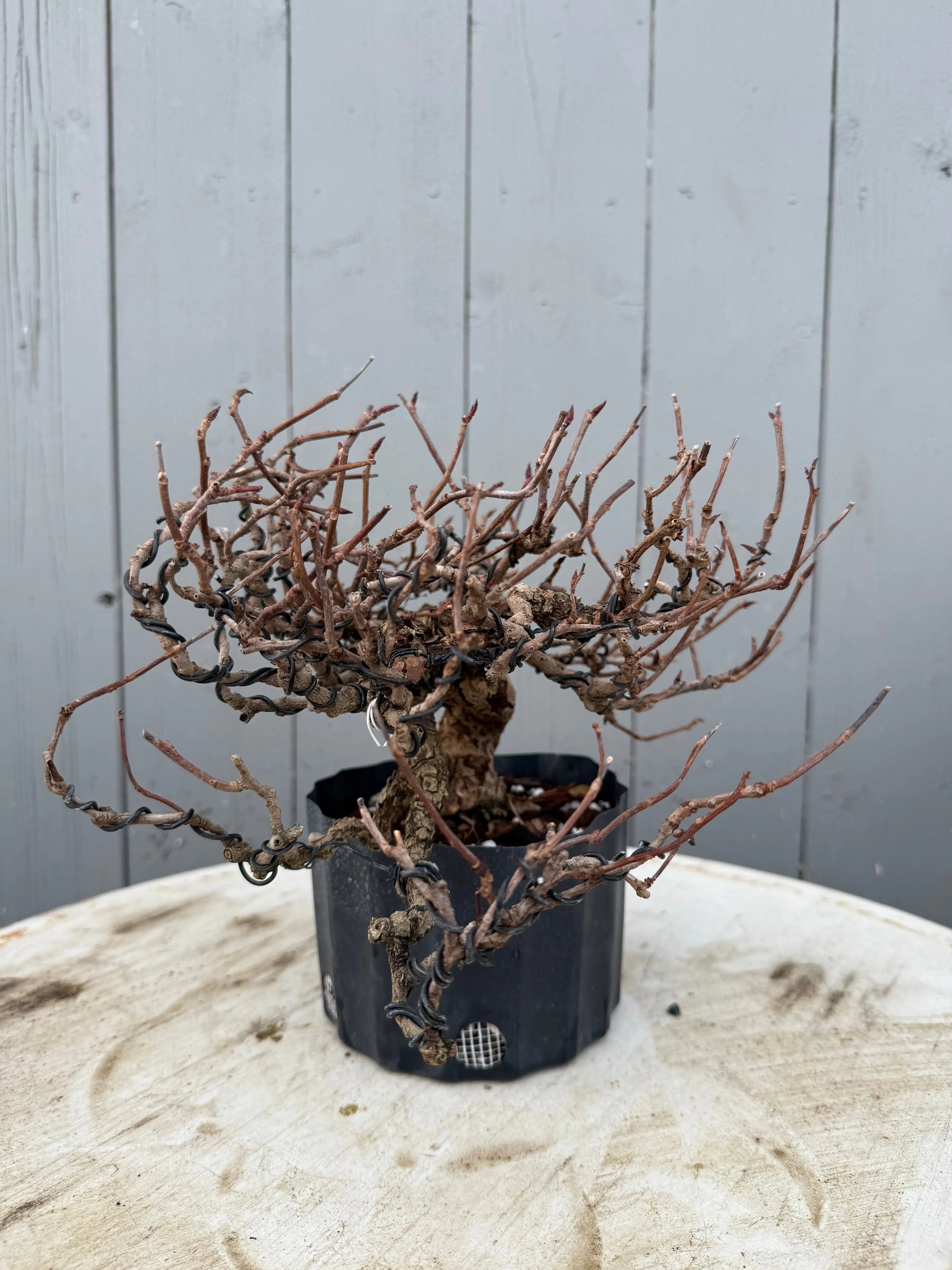 Kadsura japonica Canada Bonsai