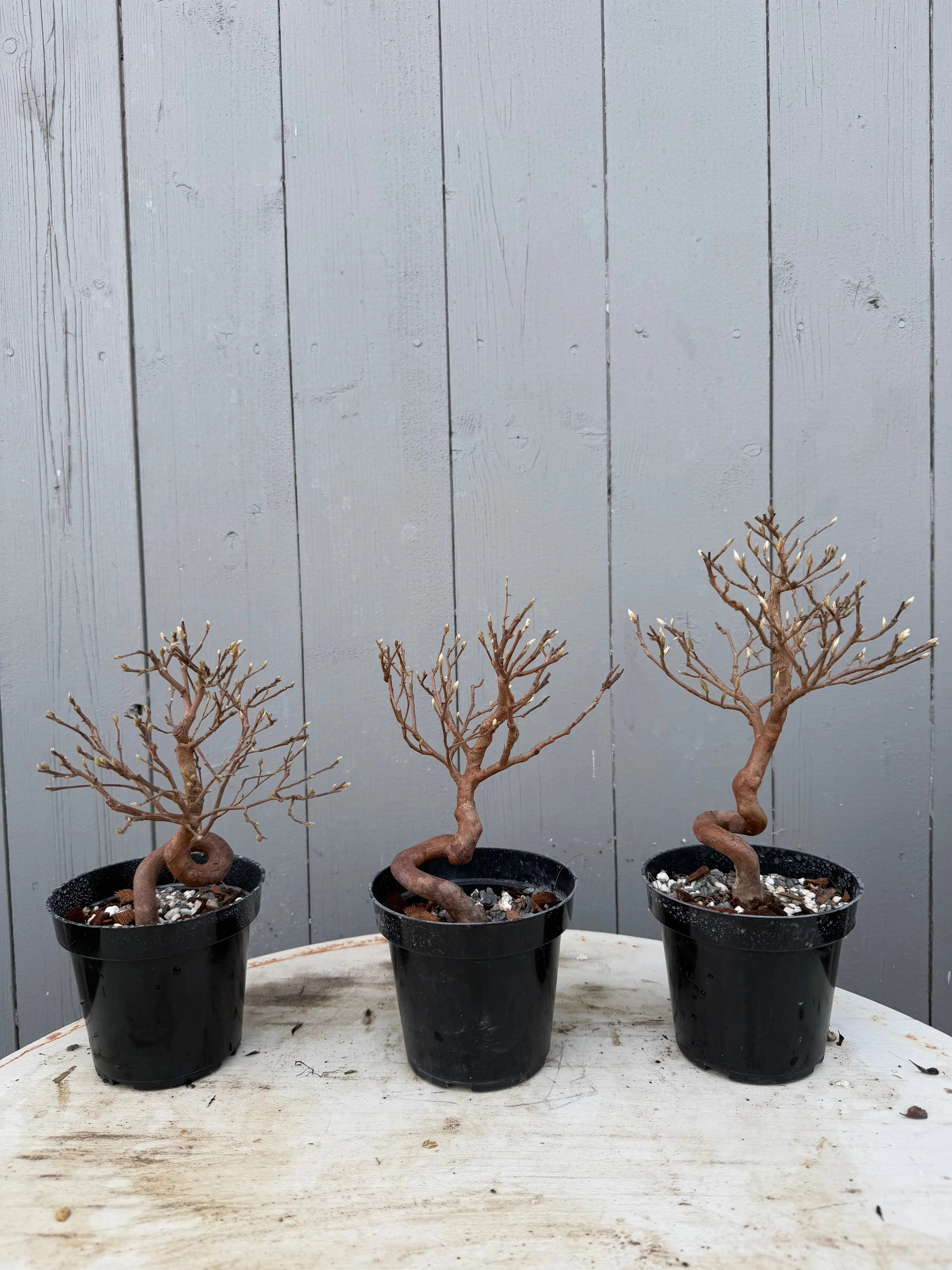 Stewartia monadelpha Canada Bonsai