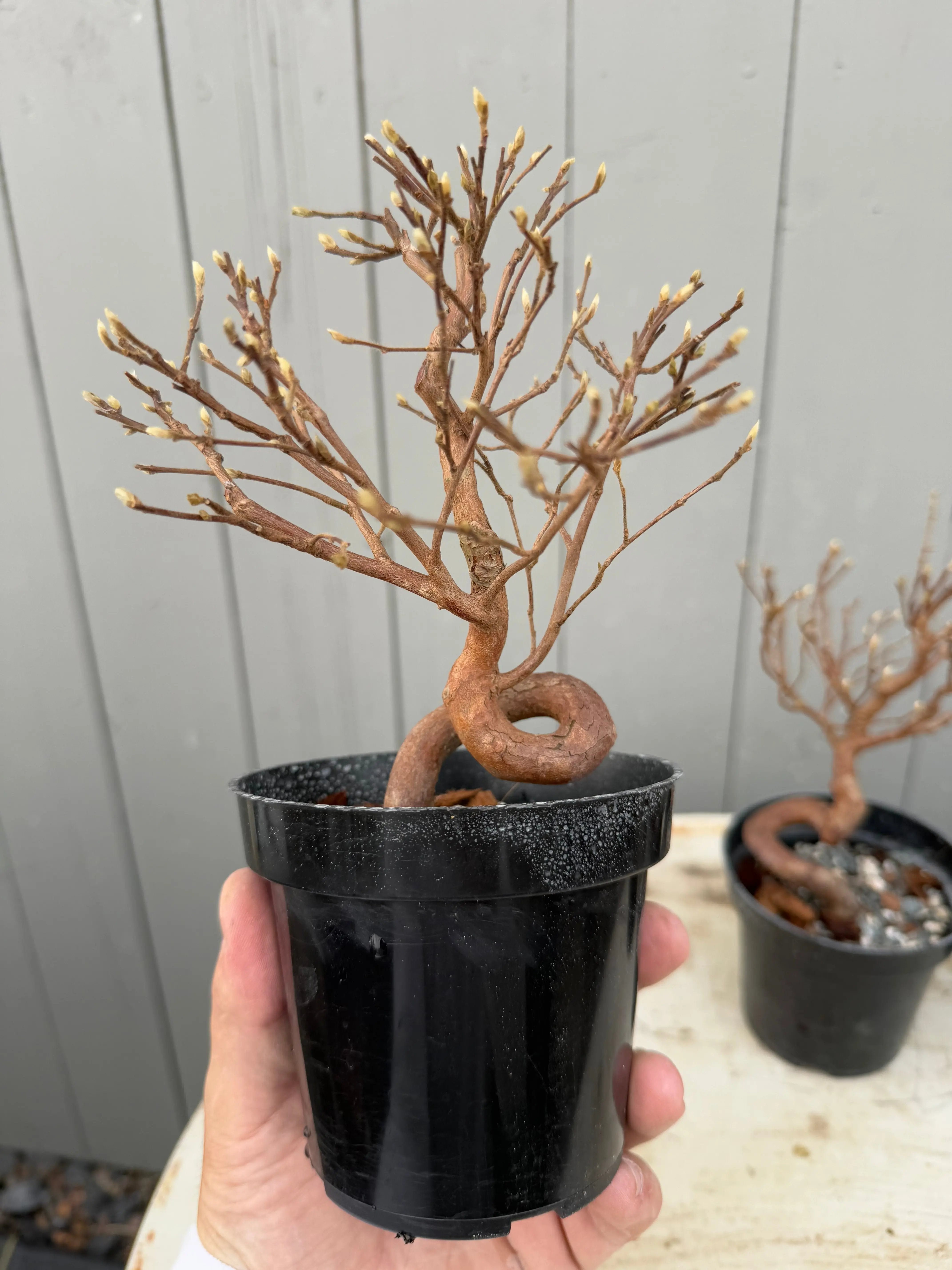 Stewartia monadelpha Canada Bonsai
