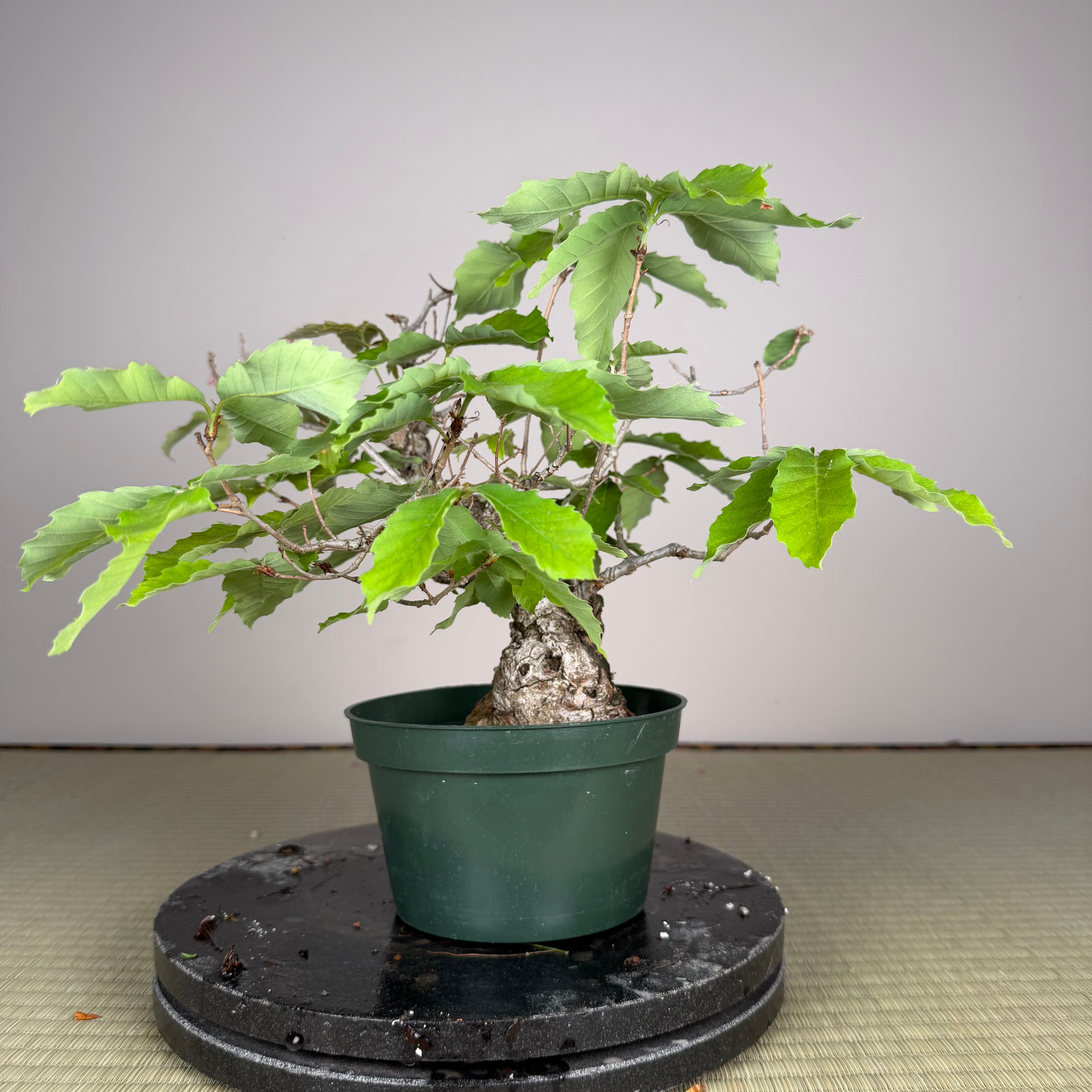 Quercus serrata
