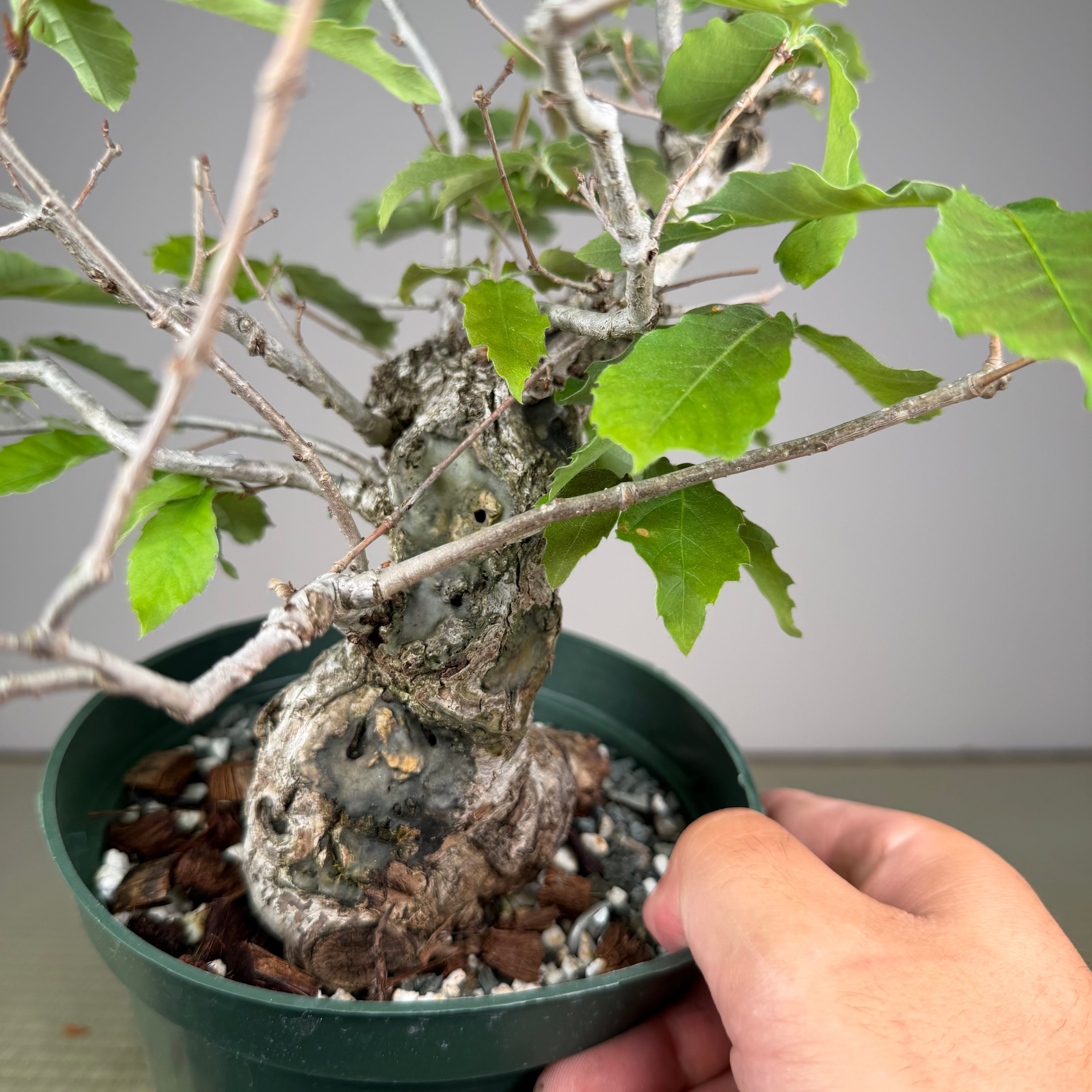 Quercus serrata