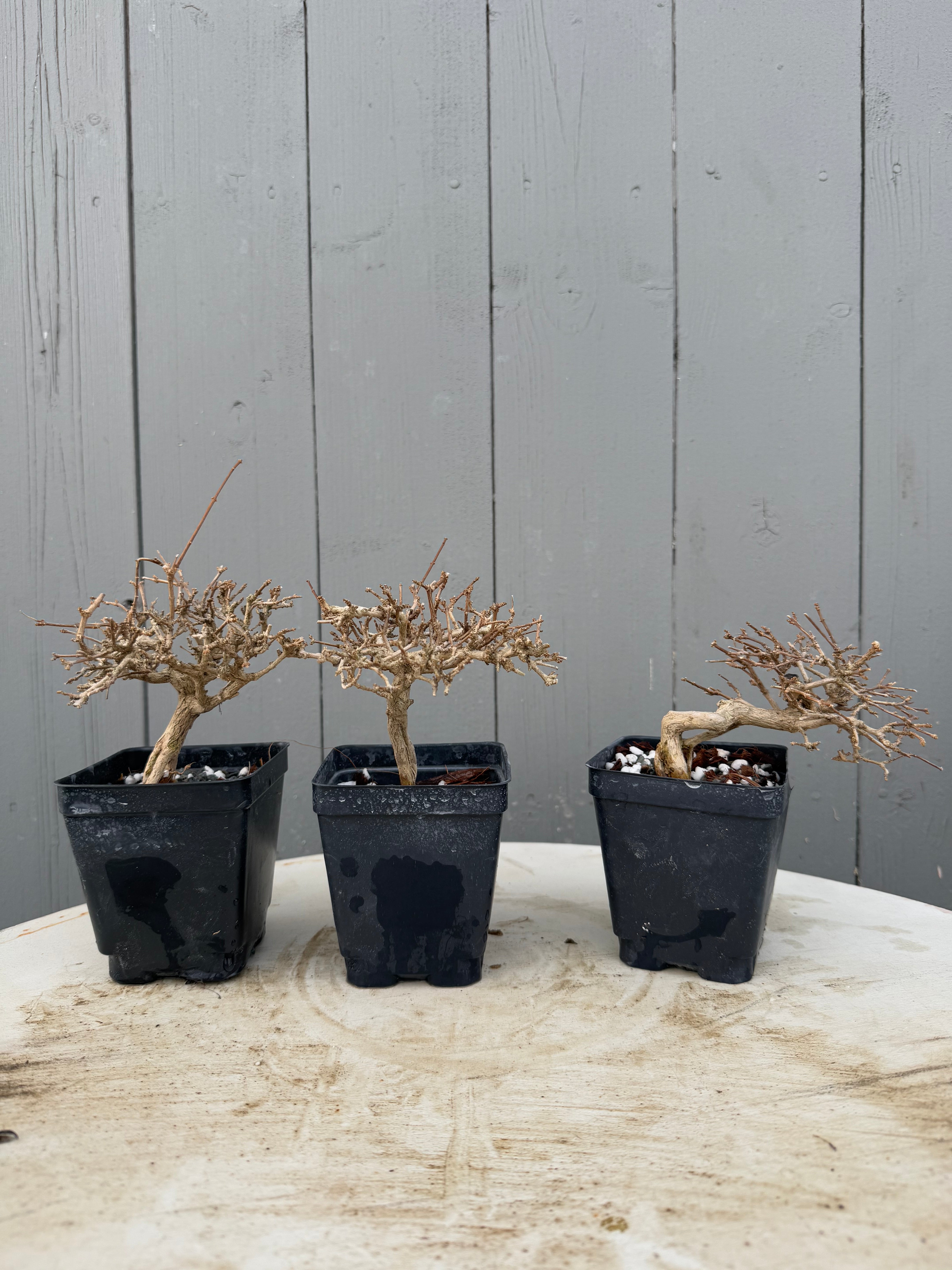 Premna japonica (medium)