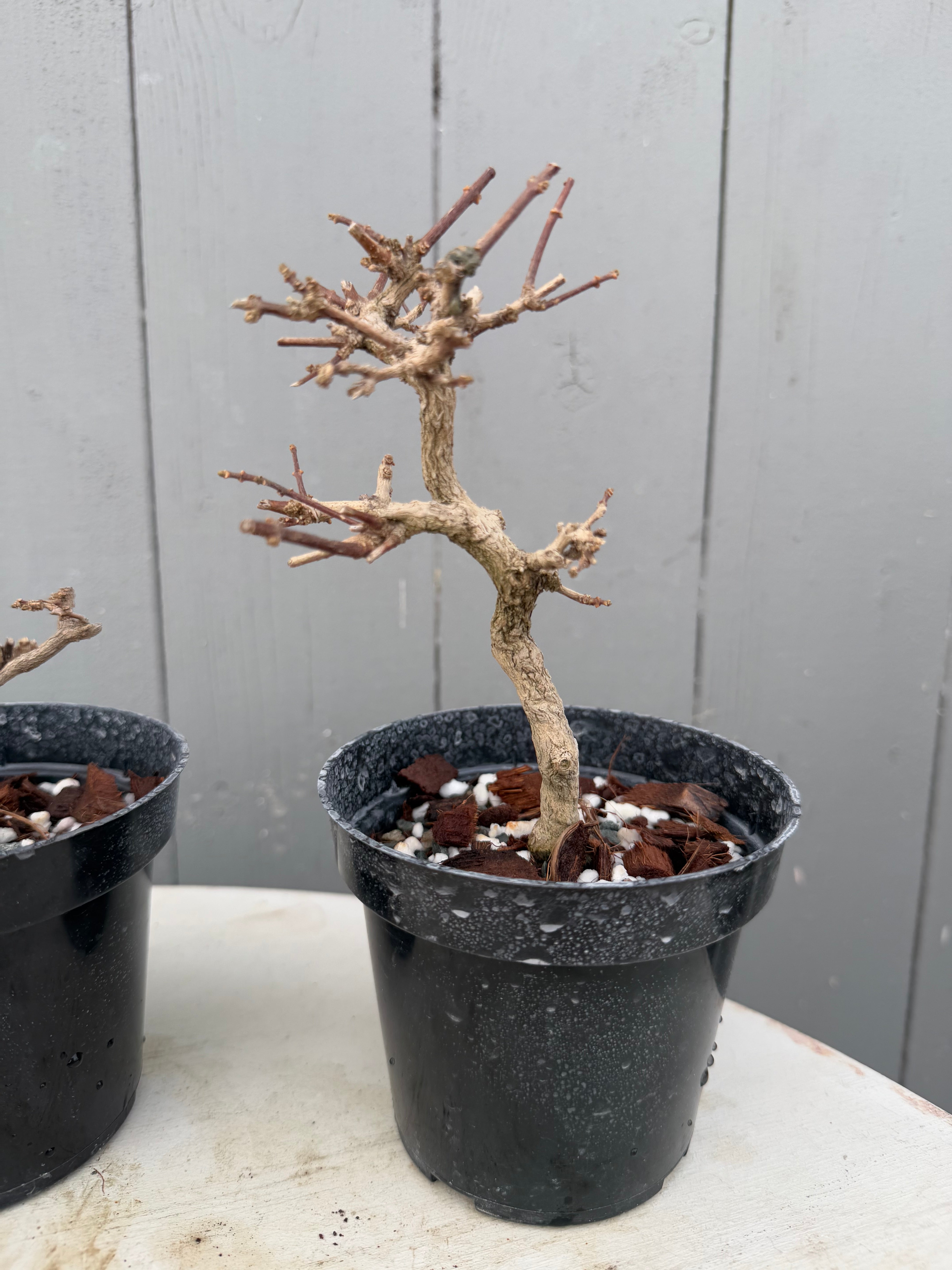 Premna japonica (large)