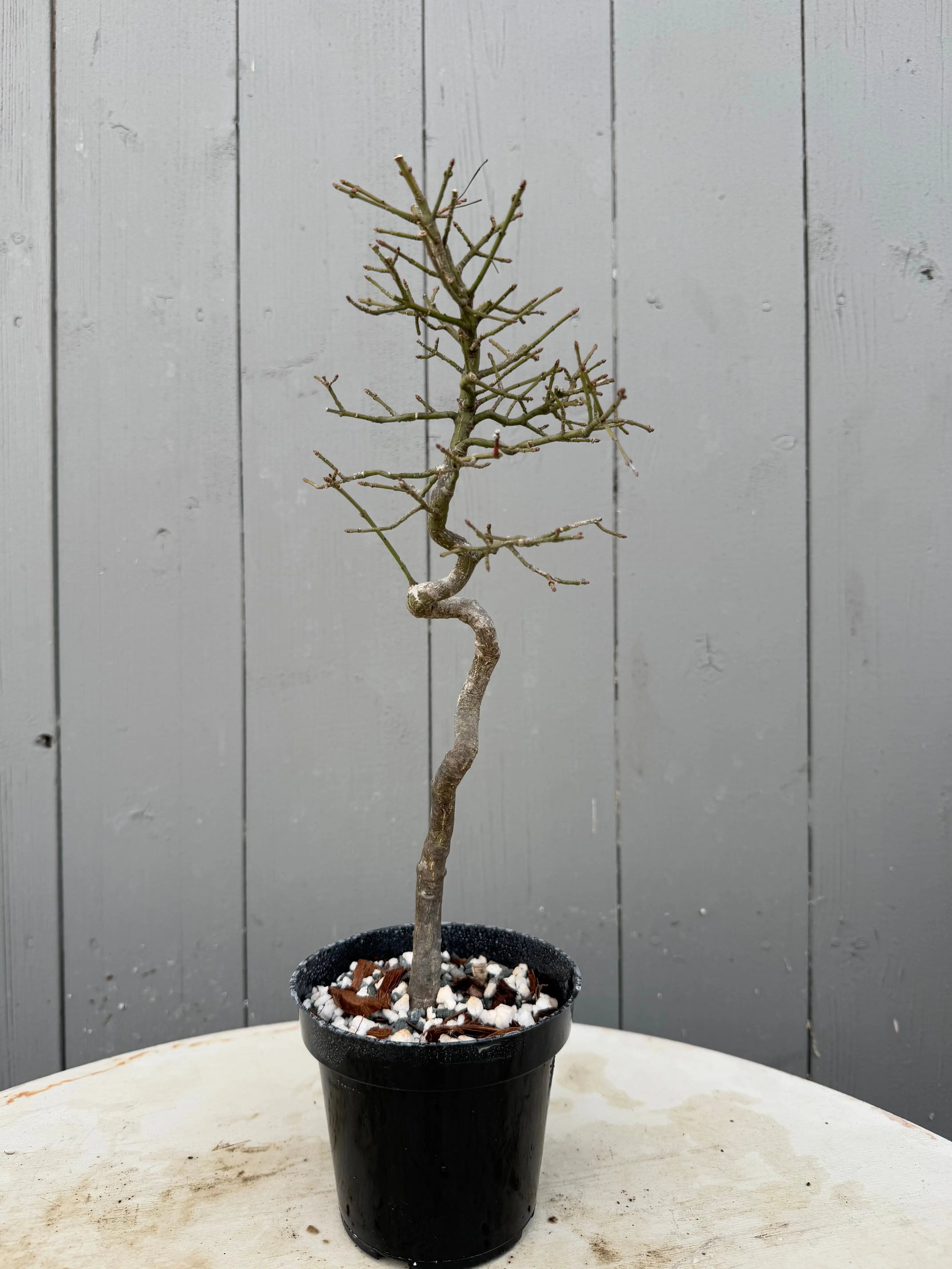 Euonymus Canada Bonsai