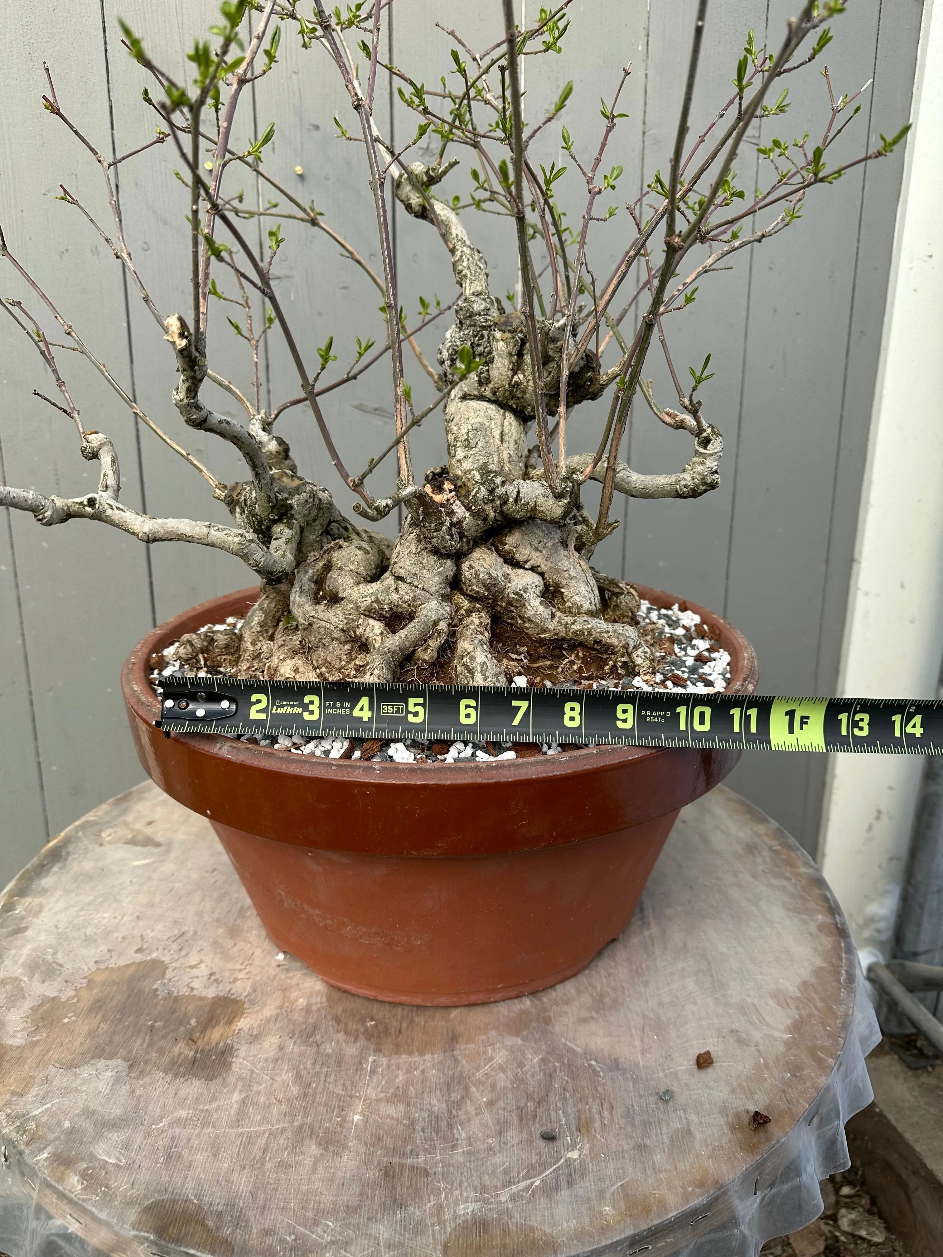 Euonymus #2 Canada Bonsai