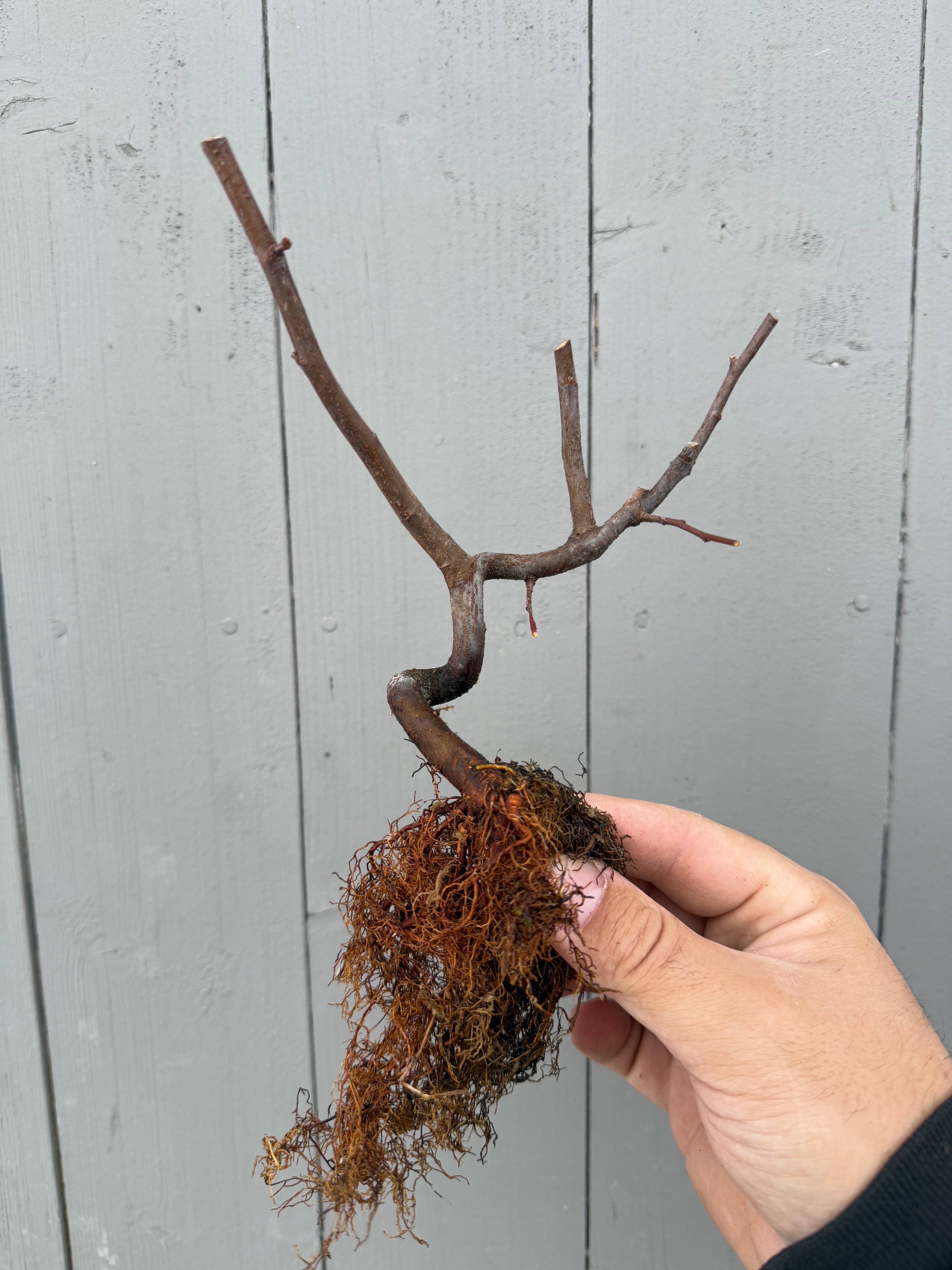 Pseudocydonia sinensis (dwarf strain)