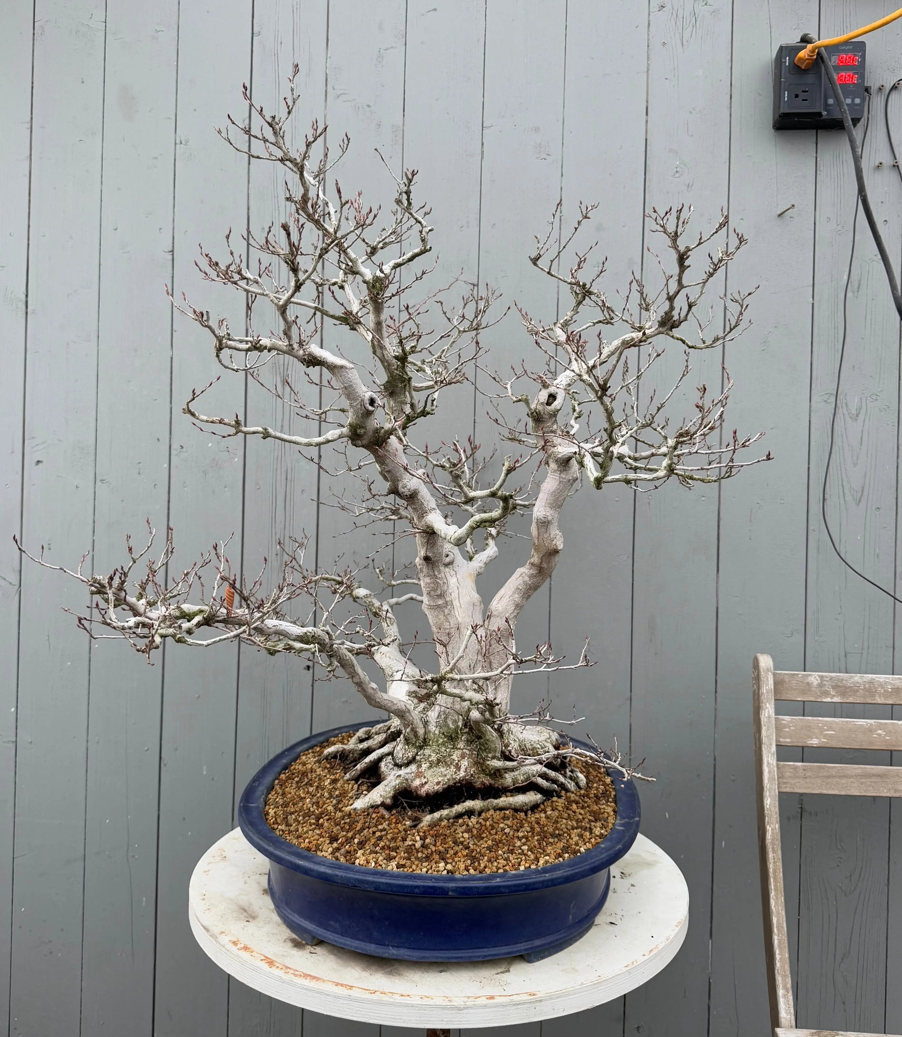 Carpinus turczaninowii Canada Bonsai