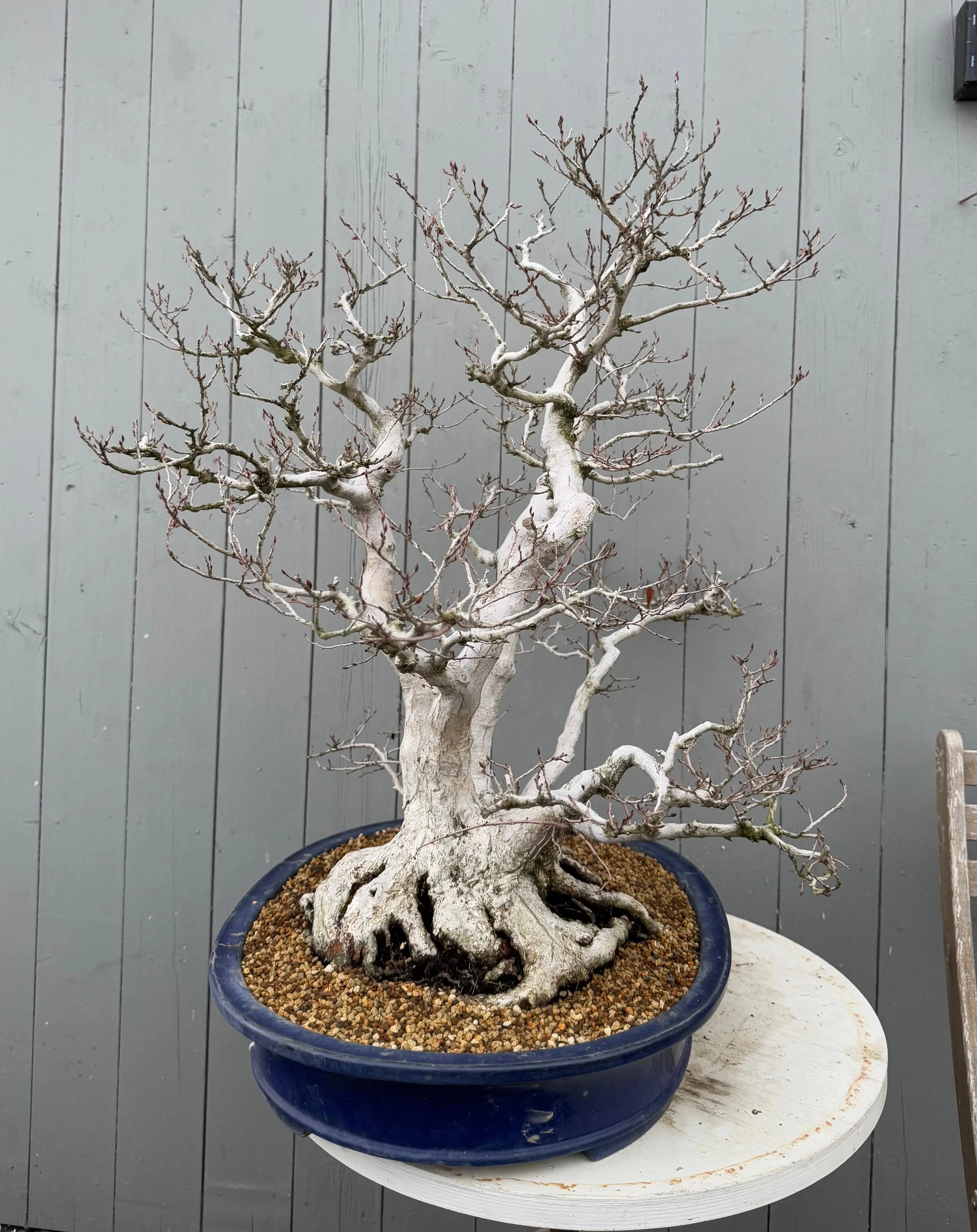 Carpinus turczaninowii Canada Bonsai