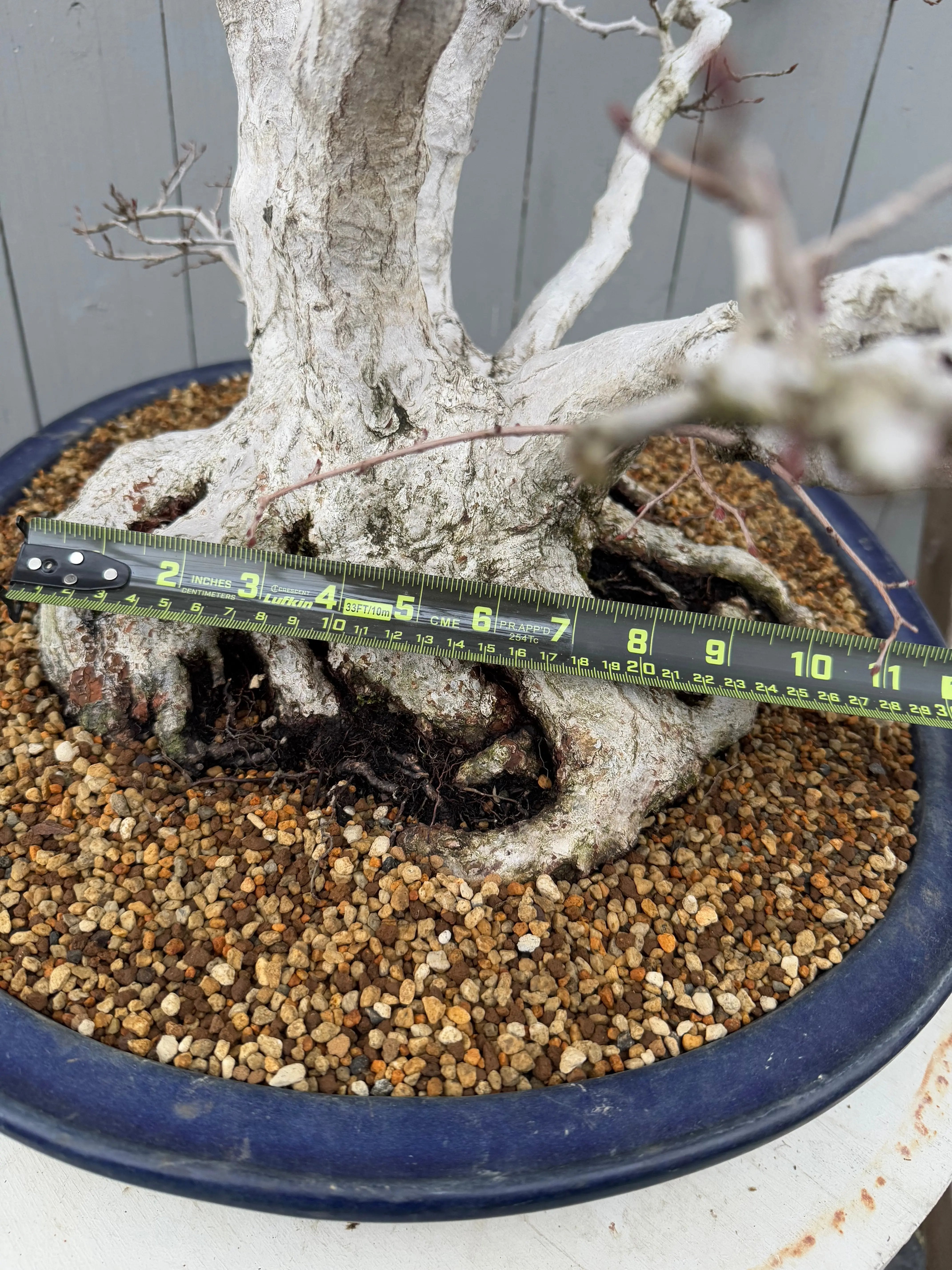 Carpinus turczaninowii Canada Bonsai