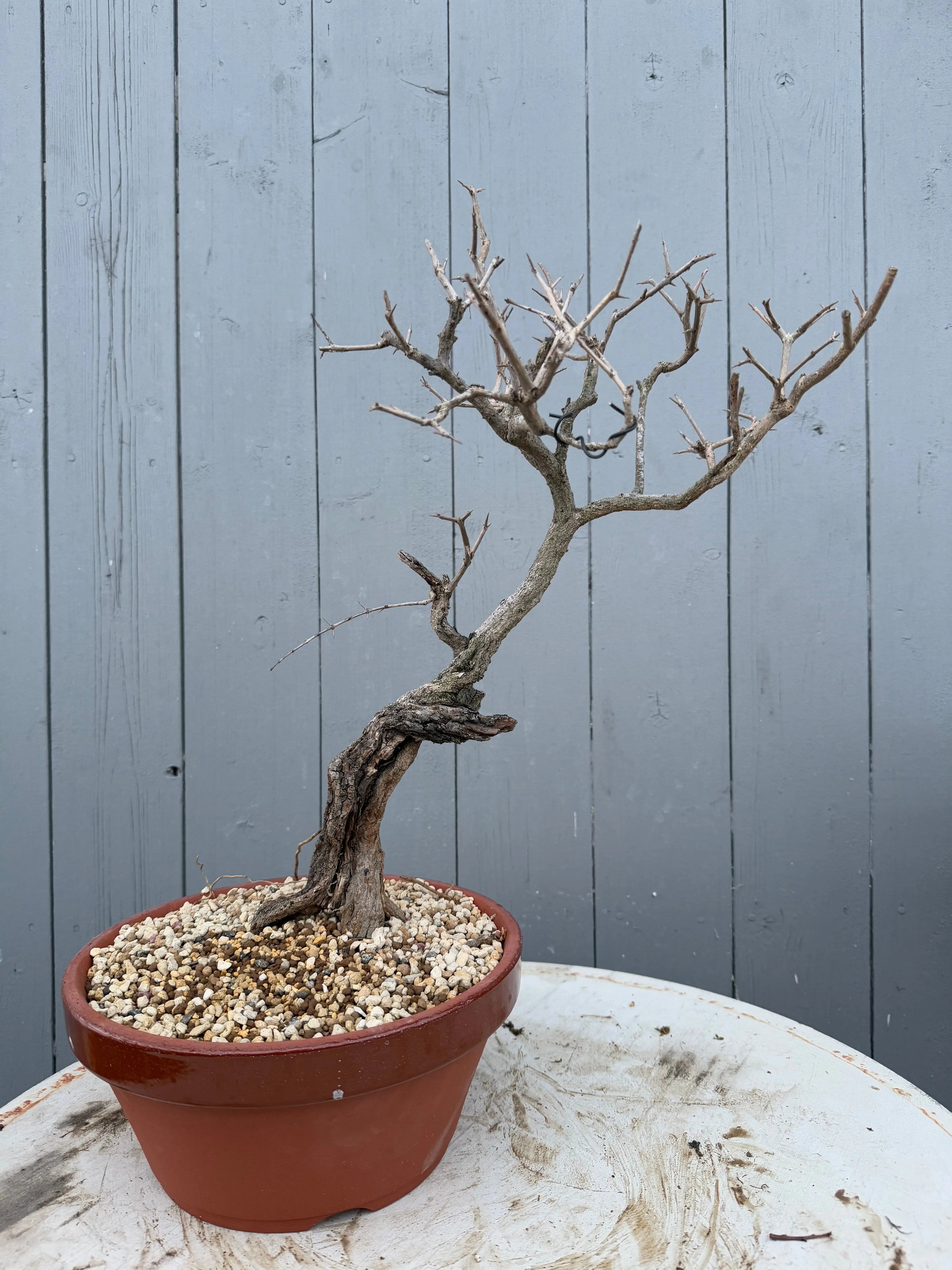 Punica granatum Canada Bonsai