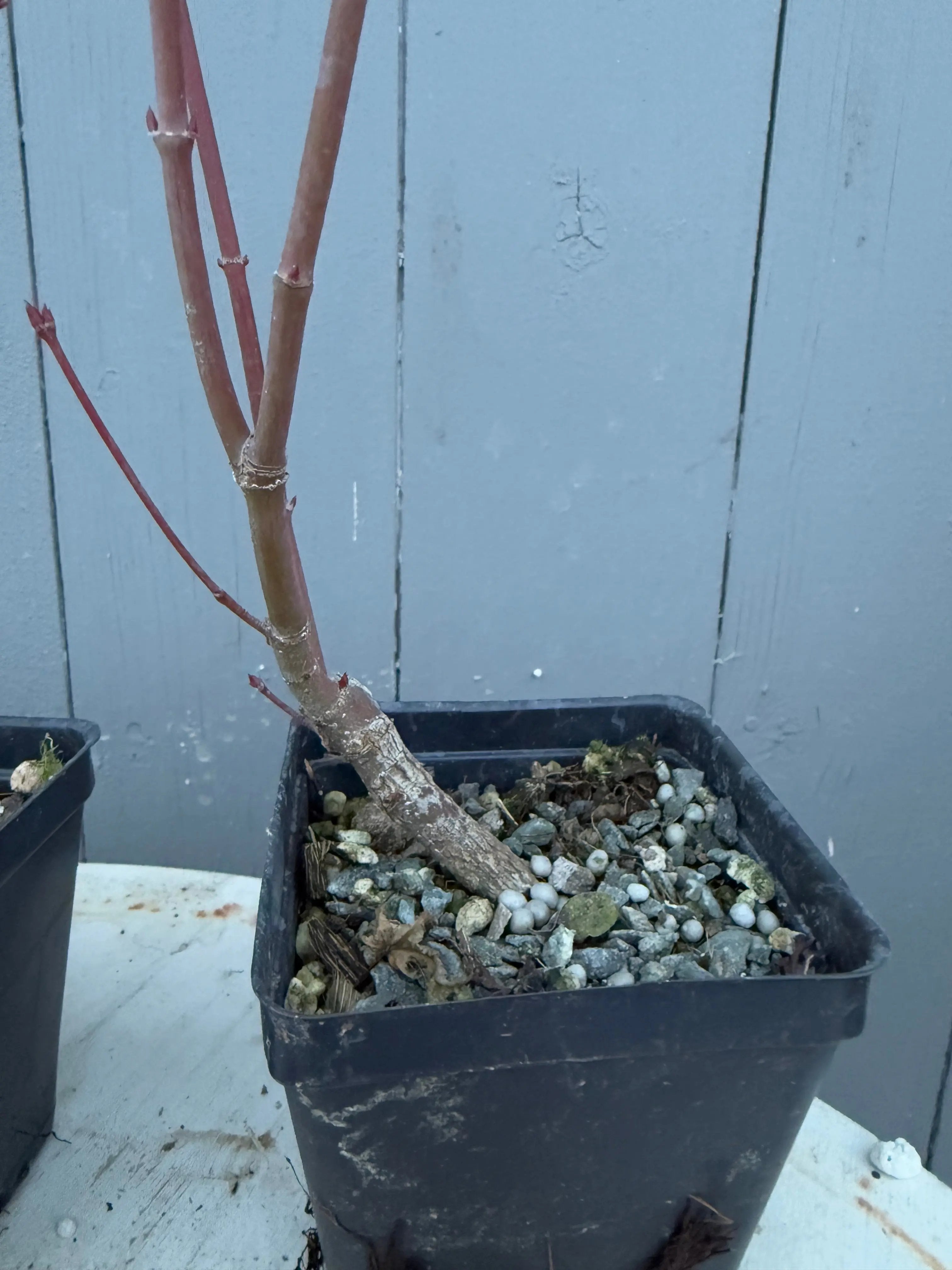 Acer palmatum 'Yves' Arakawa' Canada Bonsai