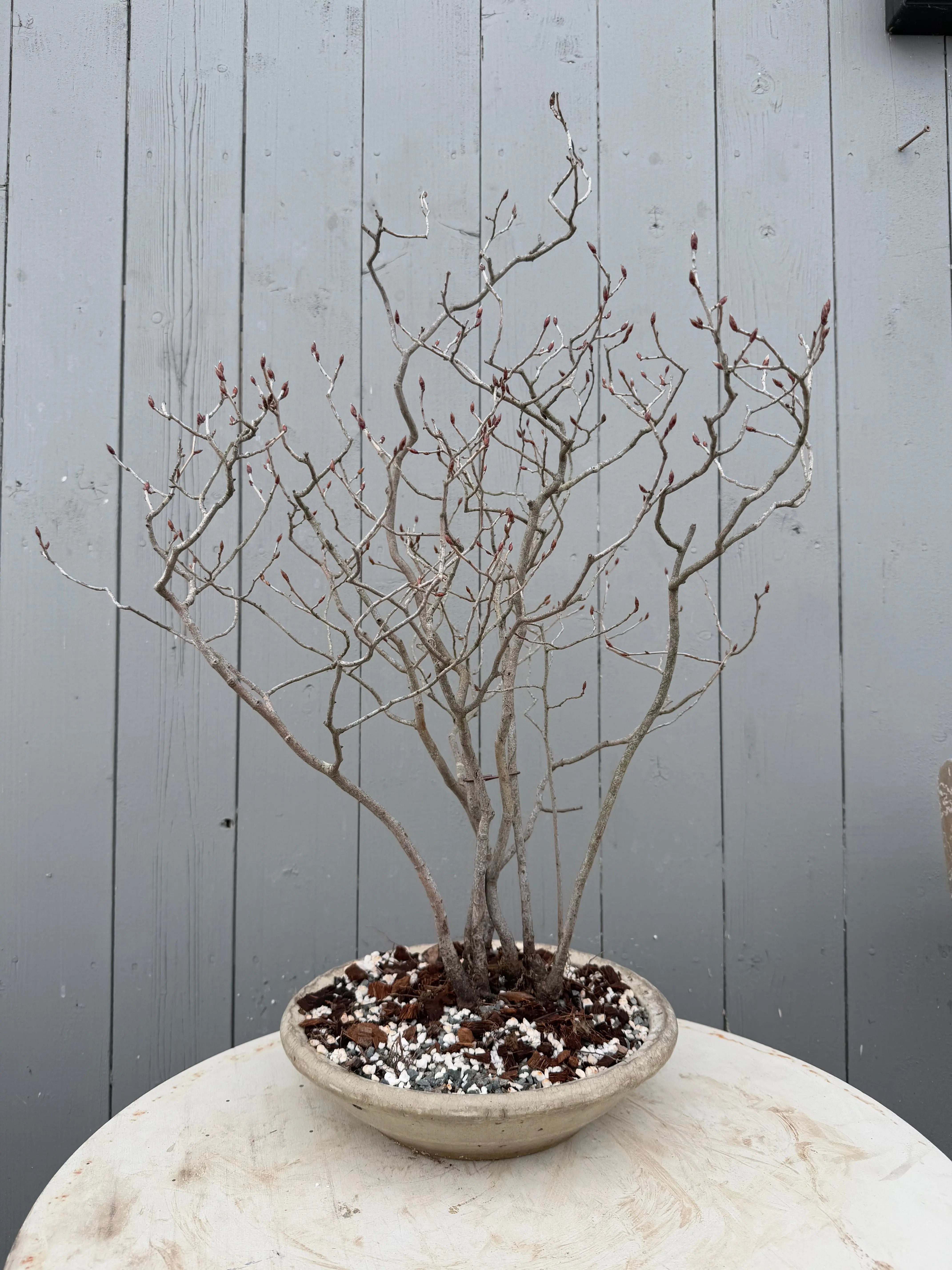 Lindera glauca Canada Bonsai