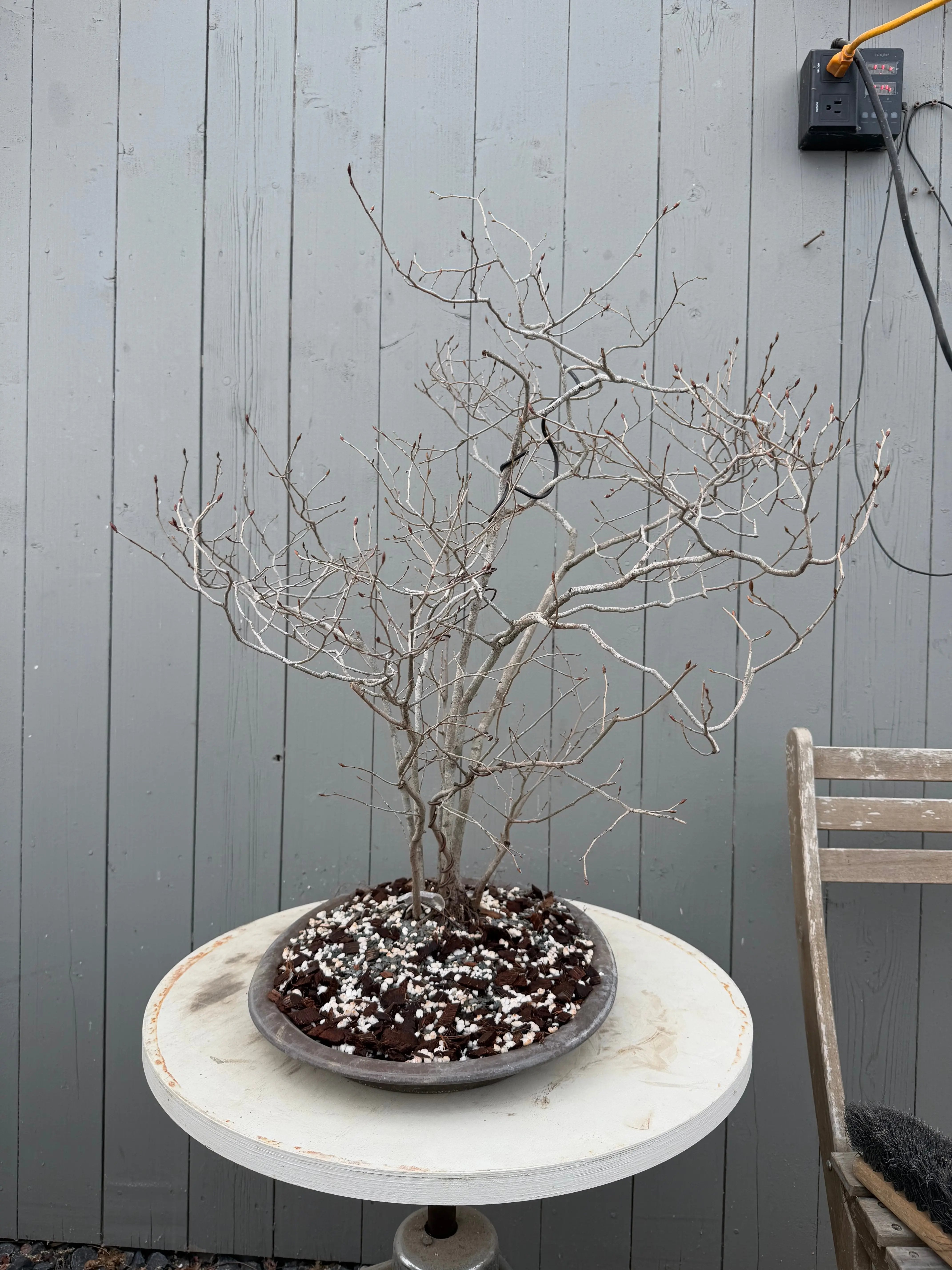 Lindera glauca Canada Bonsai
