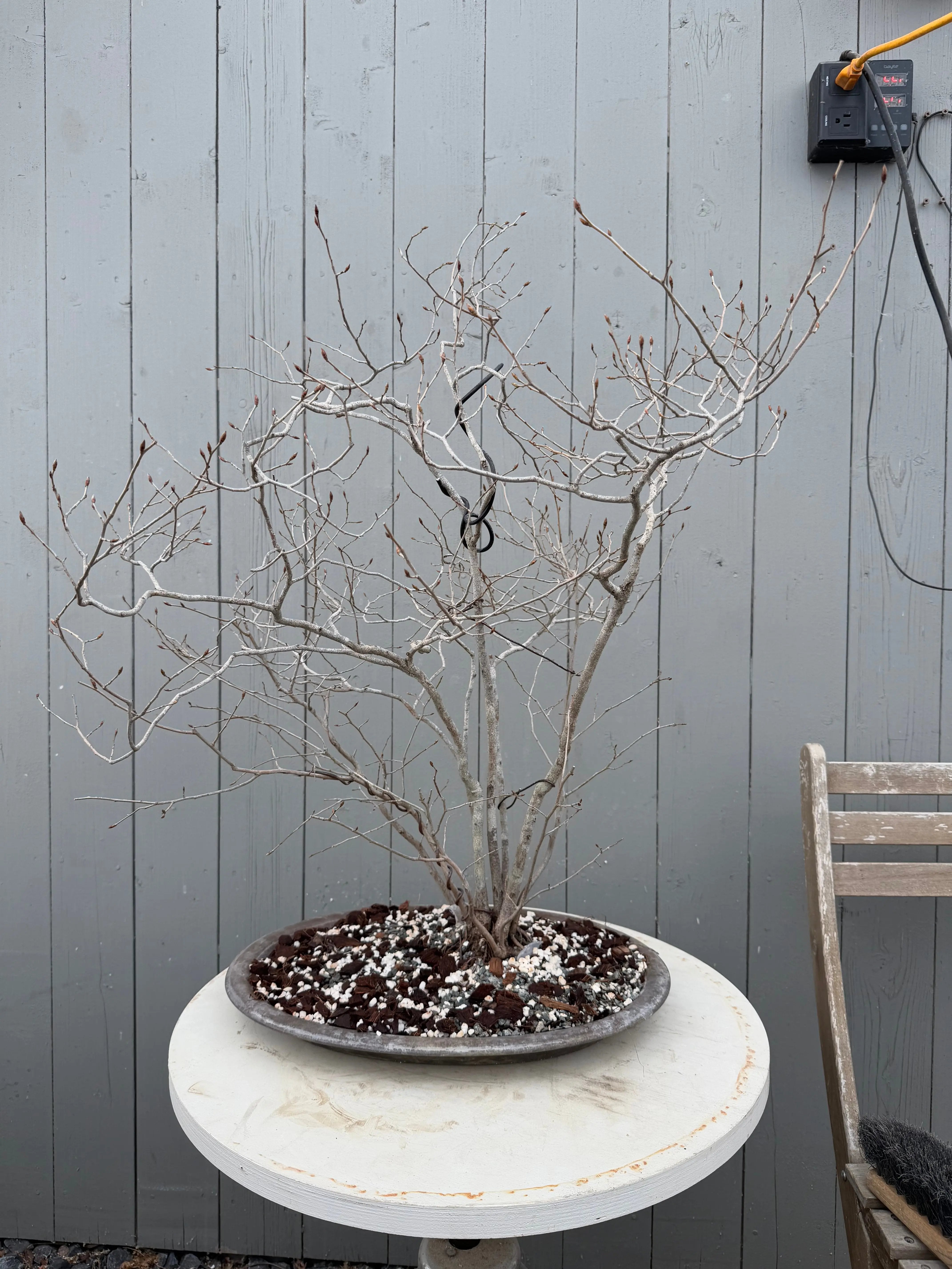 Lindera glauca Canada Bonsai