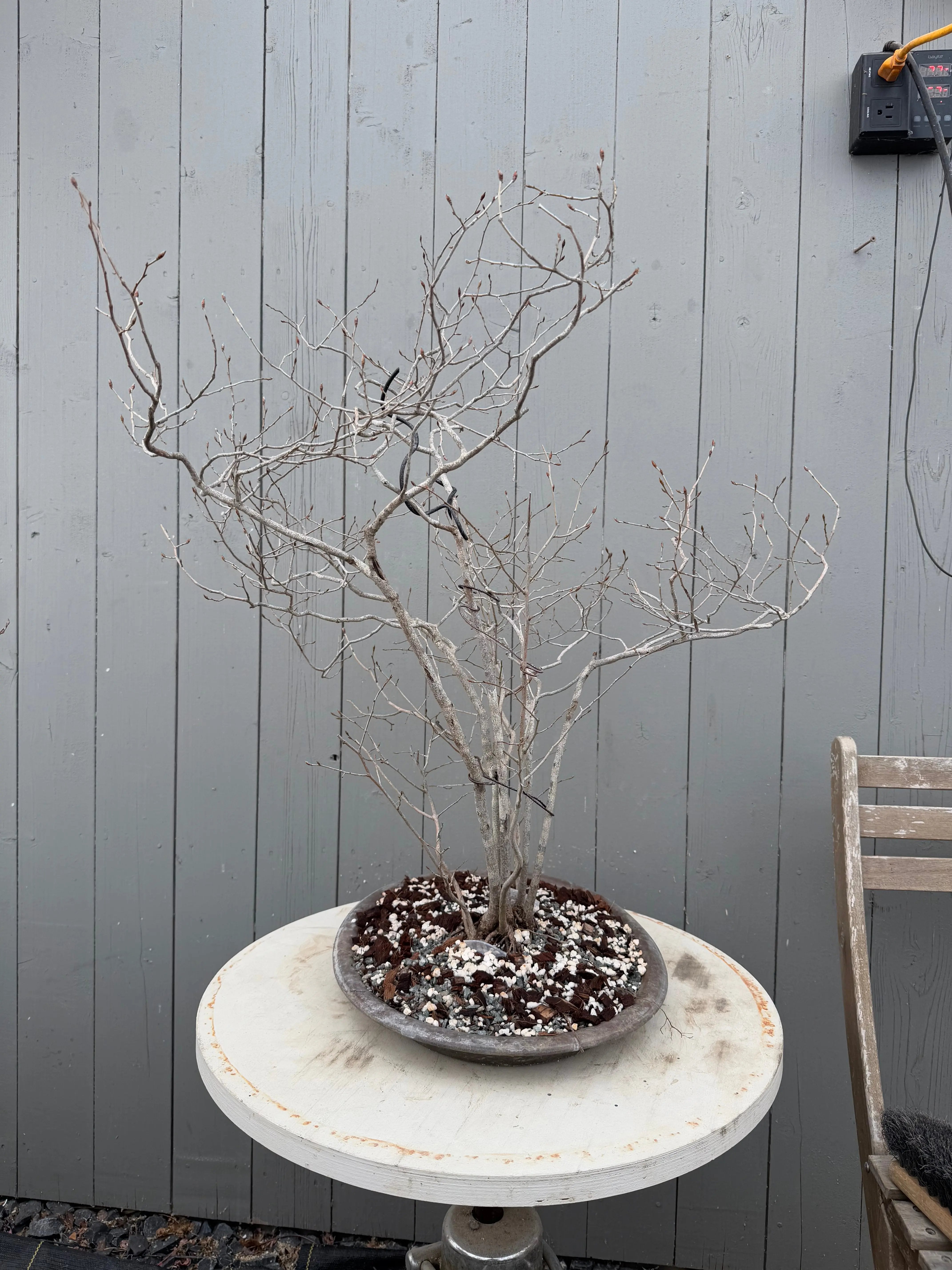 Lindera glauca Canada Bonsai