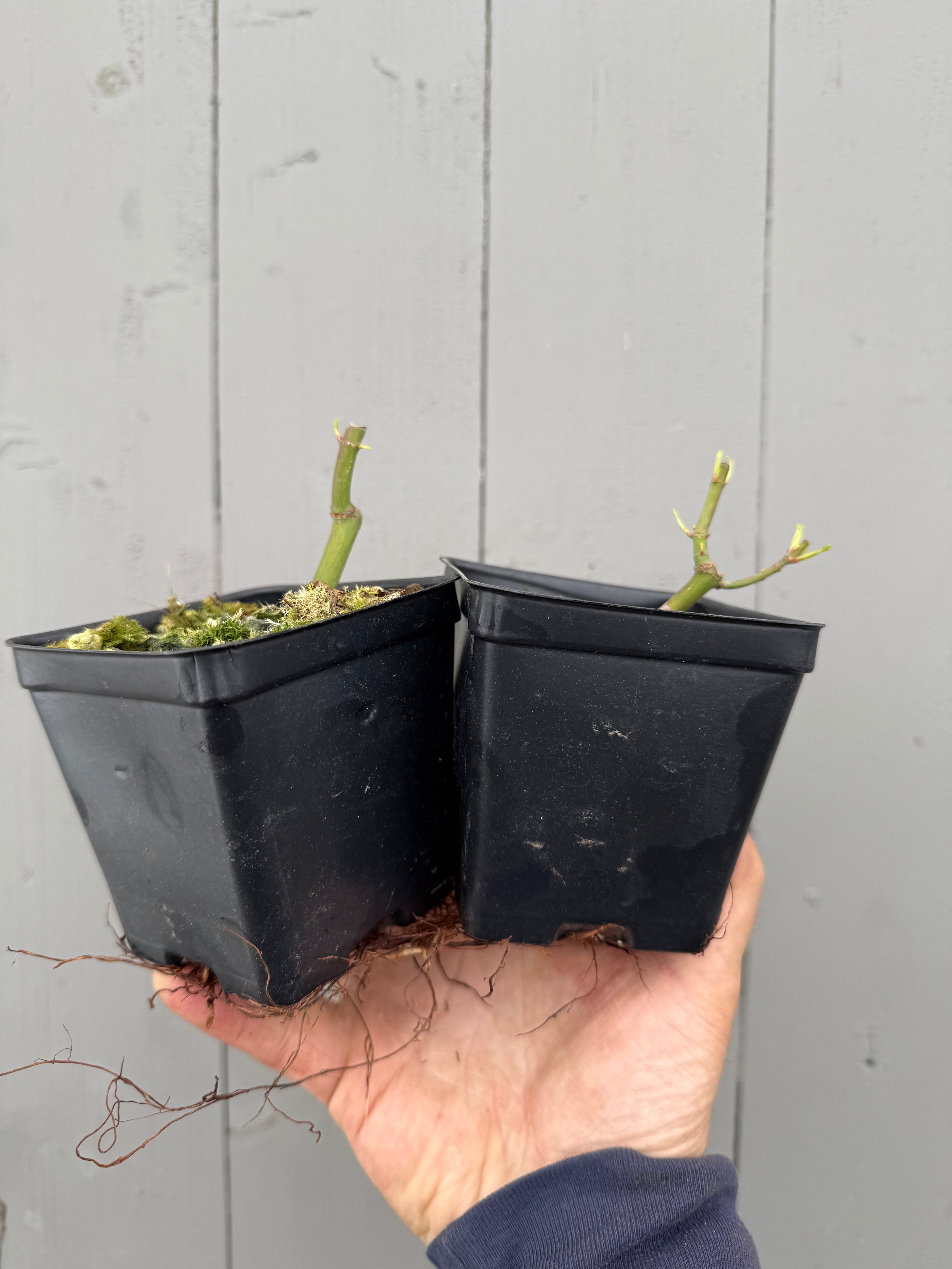 Acer palmatum 'Katsura' (cutback)