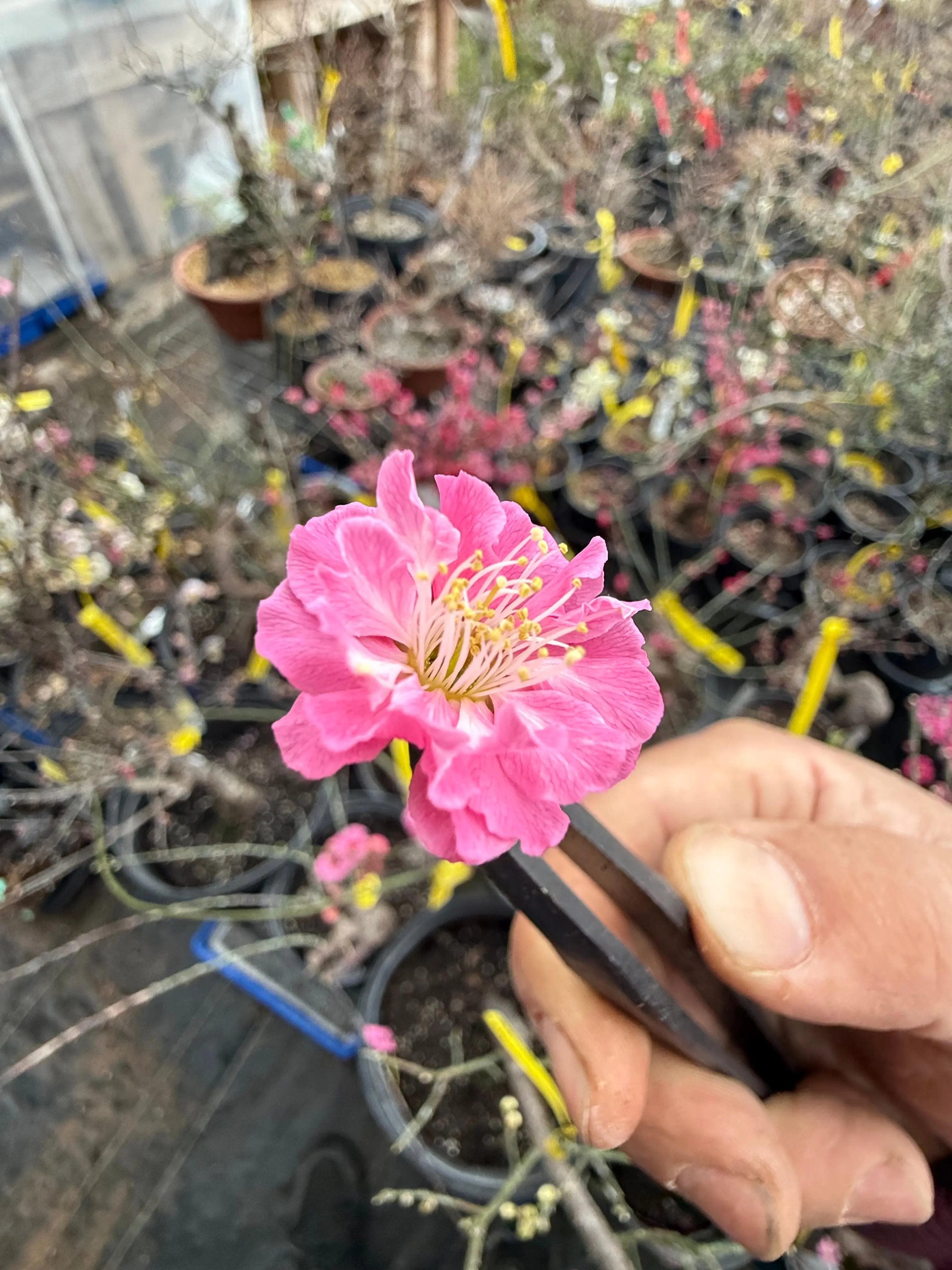 Prunus mume 'SŌNGYUÁN ZHŪSHĀ' Canada Bonsai