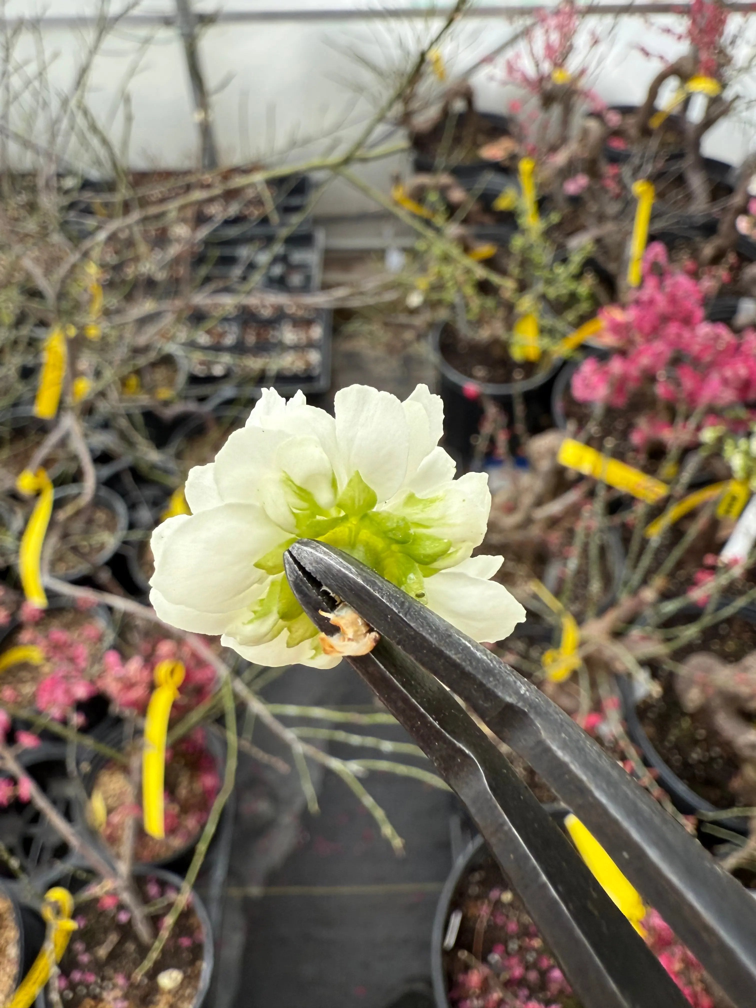 Prunus mume 'Nánjīng fùhuángxiāng' Canada Bonsai